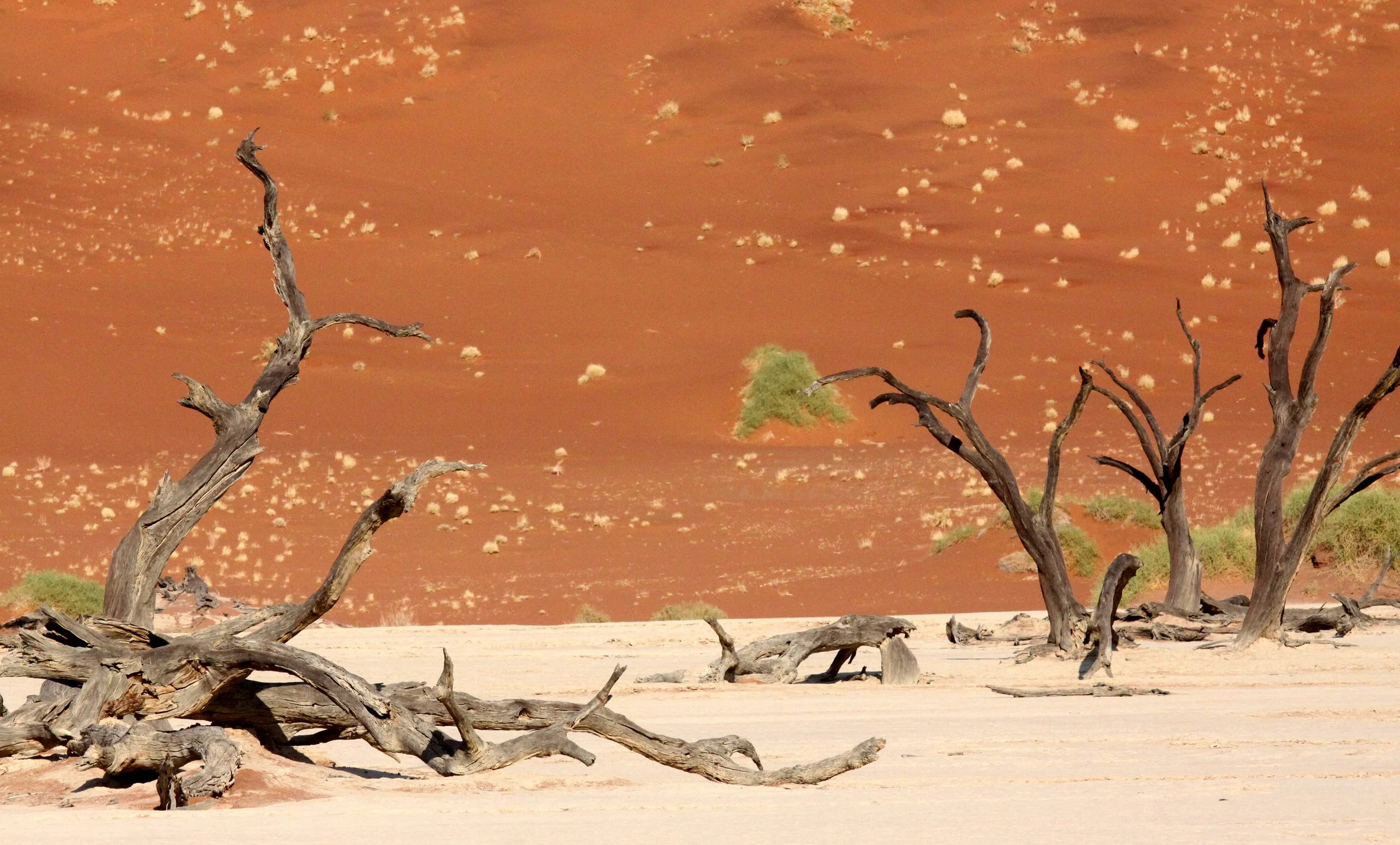 SOSSUSVLEI, NAMIB NAUKLUFT NATIONAL PARK, NAMIBIA - DEAD VLEI (66).JPG