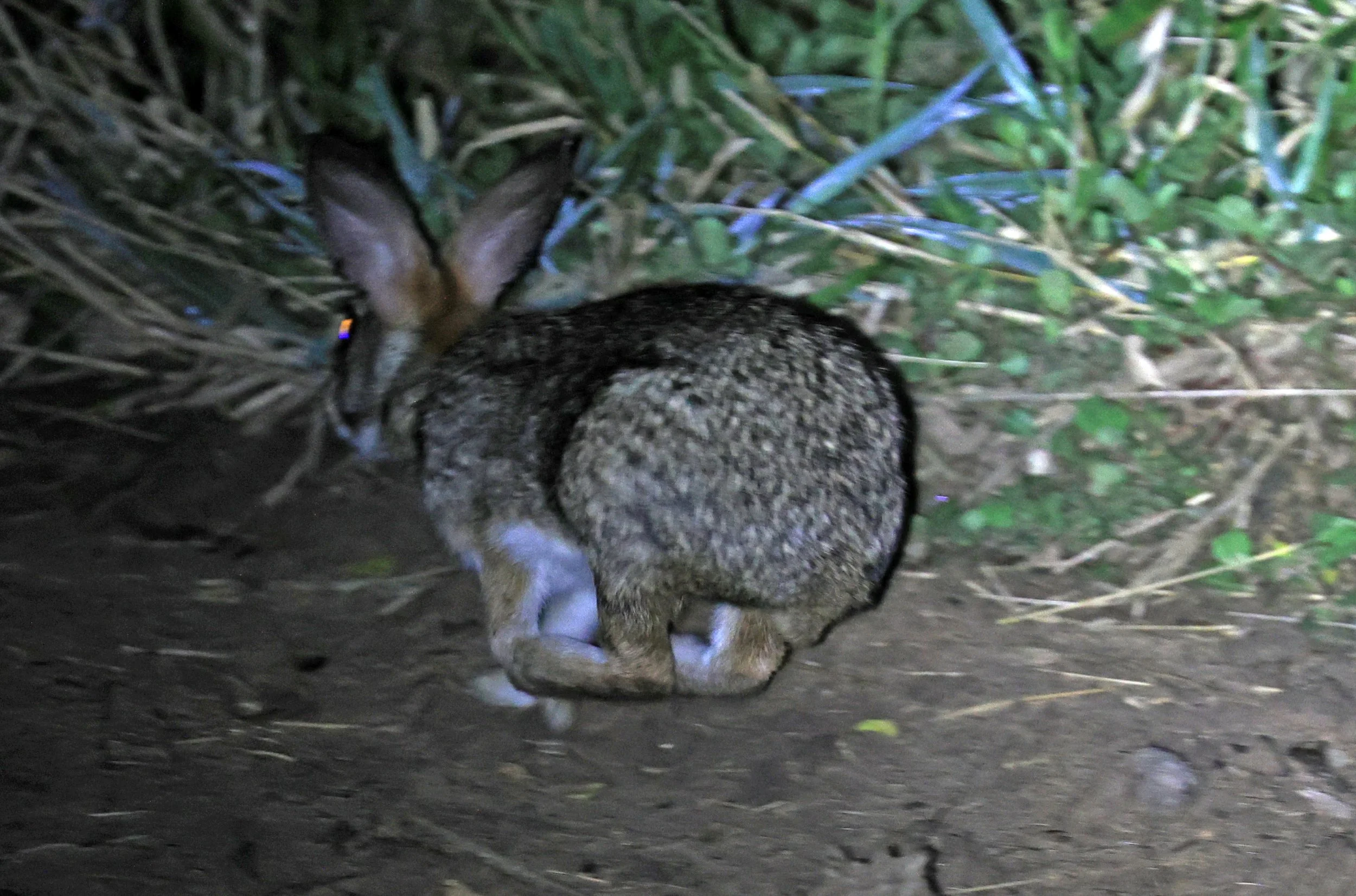 Tapeti (Sylvilagus brasiliensis) Chaco Lodge & Laguna Salada Paraguay (2).jpg