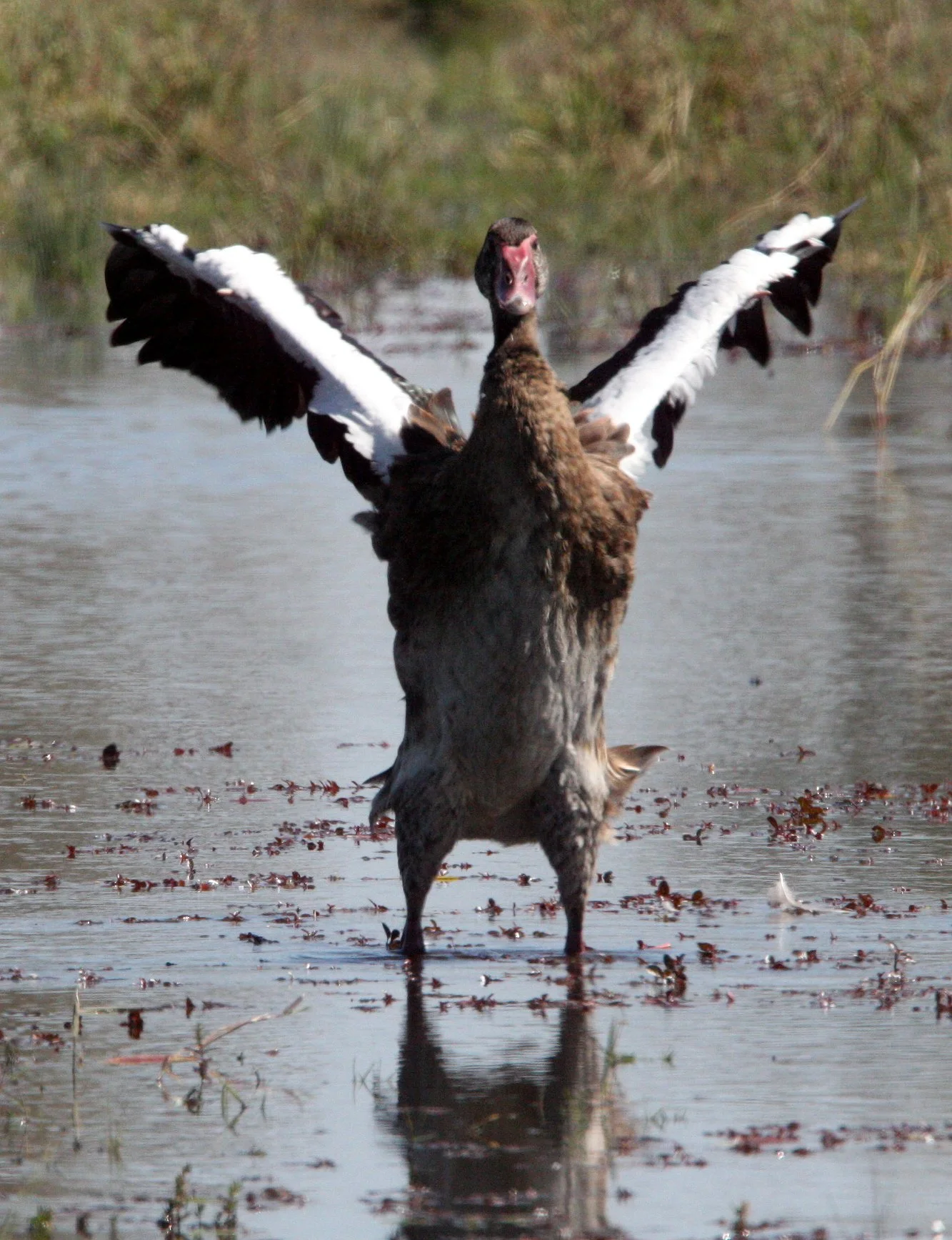 GOOSE - SPUR-WINGED GOOSE - Plectropterus gambensis - KHWAI CAMP OKAVANGO BOTSWANA (9).JPG