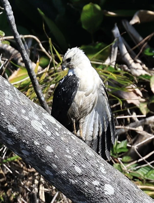 White-necked Hawk (Amadonastur lacernulatus, formerly Buteogallus lacernulatus or Leucopternis lacernulatus) Superagui National Park