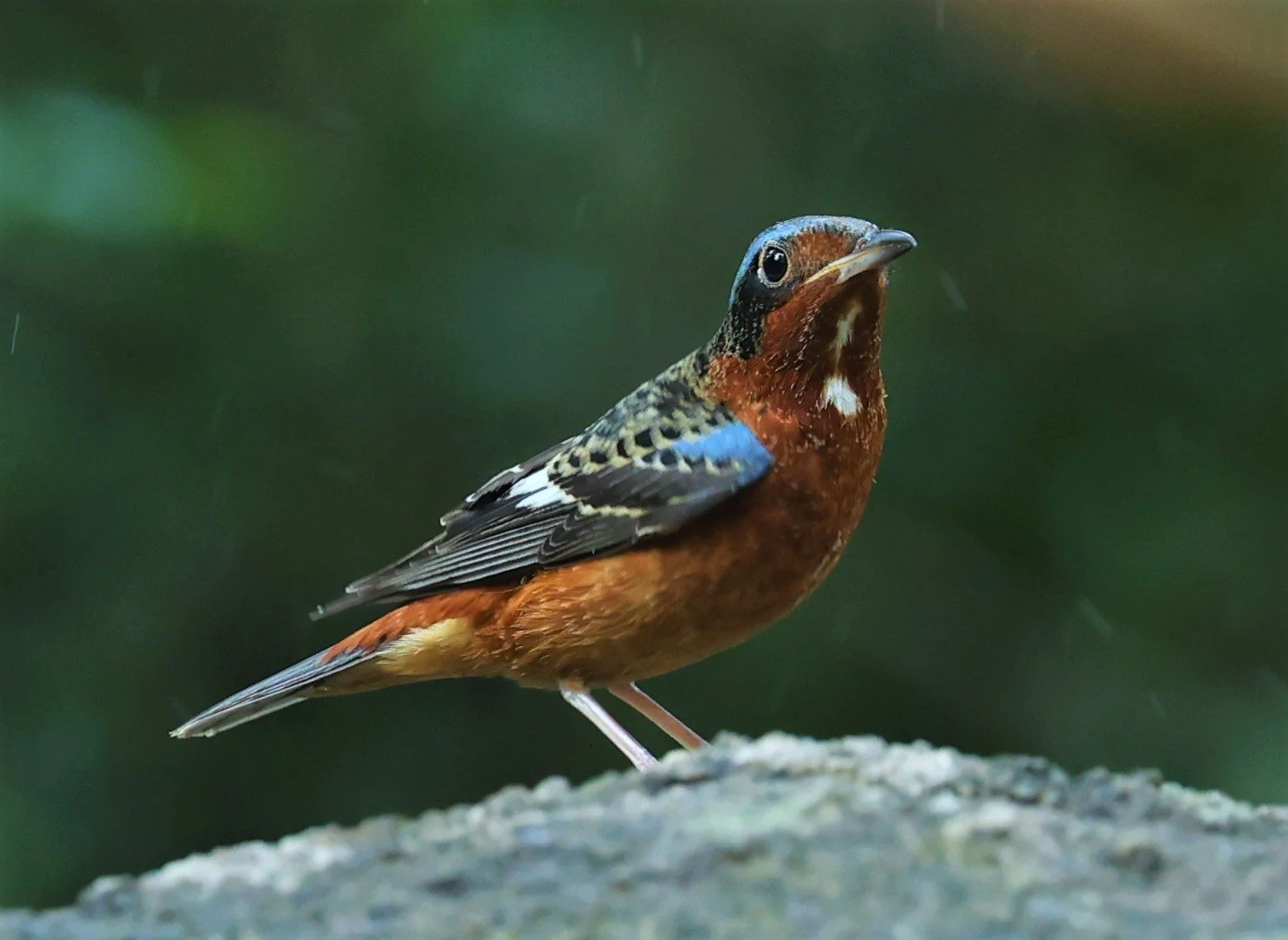 ROCK-THRUSH - WHITE-THROATED ROCK-THRUSH - Monticola gularis - WAT THAM PRATHUM CHONBURI JAN 30 2022 (103).jpg