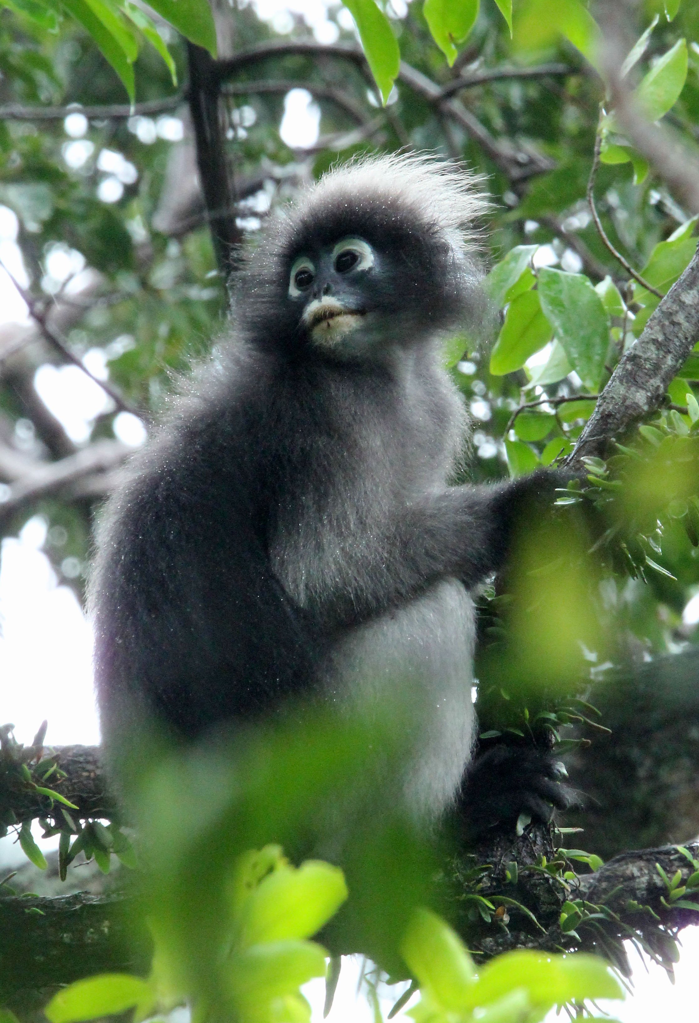 CERCOPITHECIDAE - Trachypithecus obscurus flavicauda - BLOND-TAILED DUSKY LANGUR - KAENG KRACHAN NATIONAL PARK THAILAND (22).JPG