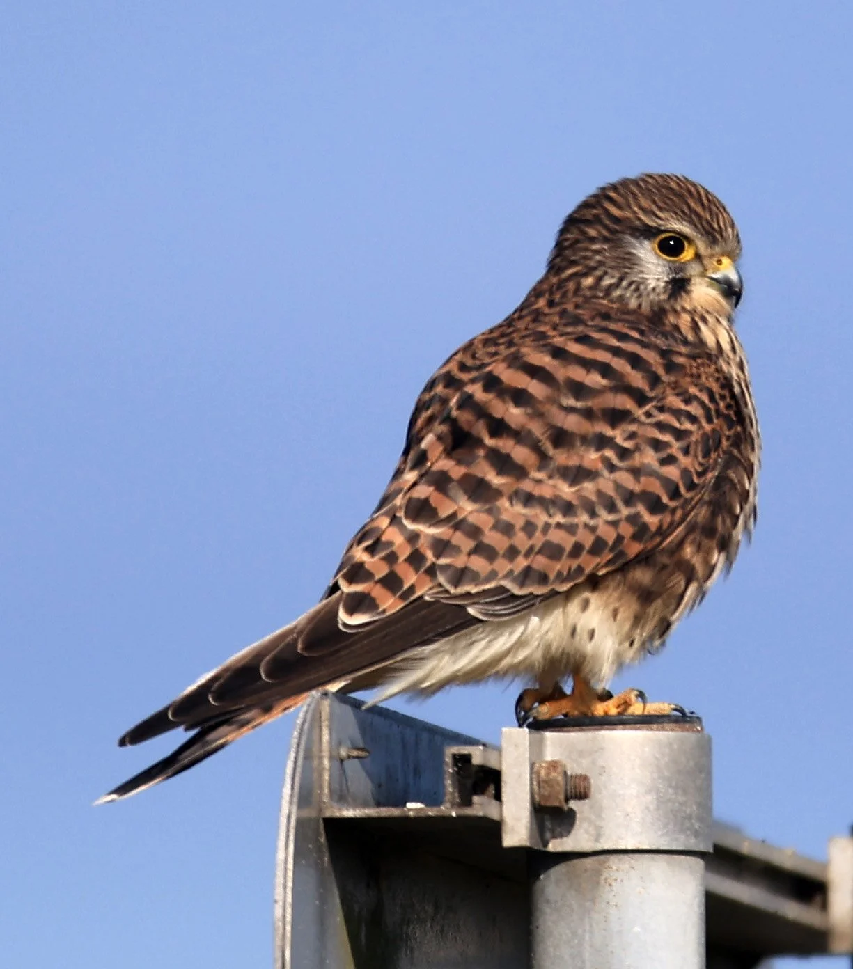 Eurasian or Common Kestrel (Falco tinnunculus) Izumi Crane Center and Fields Izumi Kagoshima Japan (13).jpg