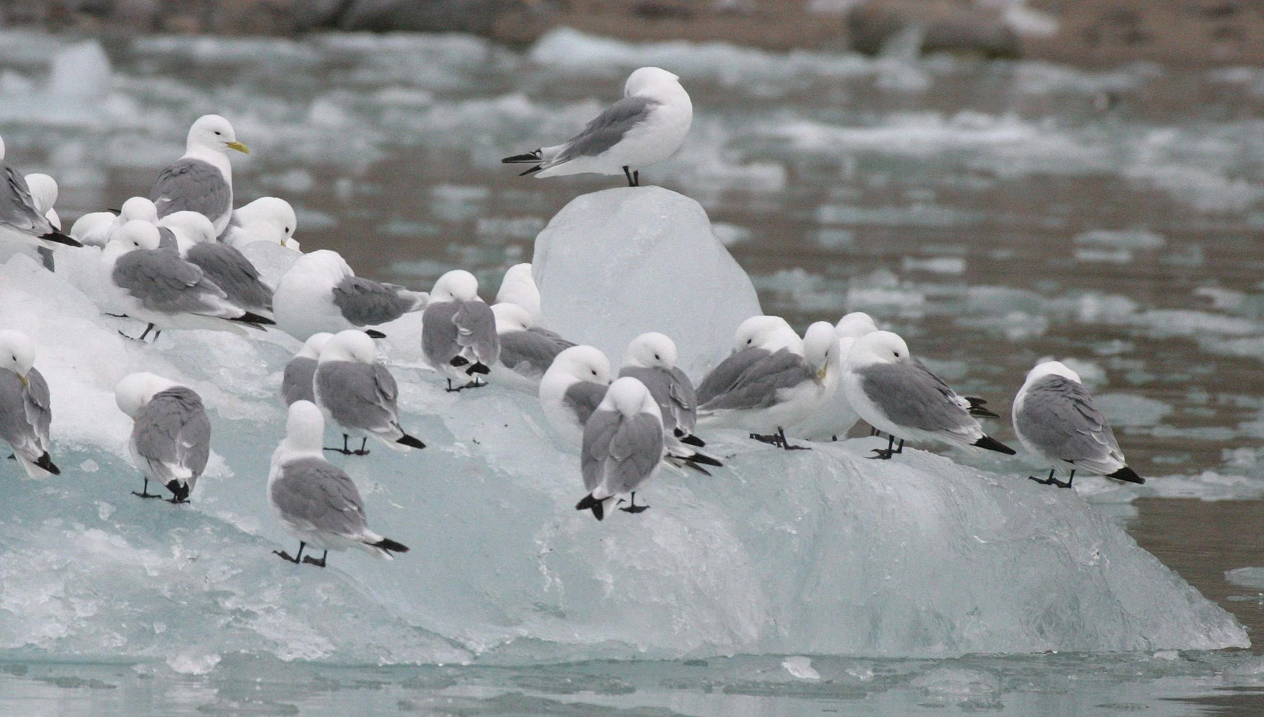 BIRD - KITTIWAKE - BLACK-LEGGED - SVALBARD (25).jpg