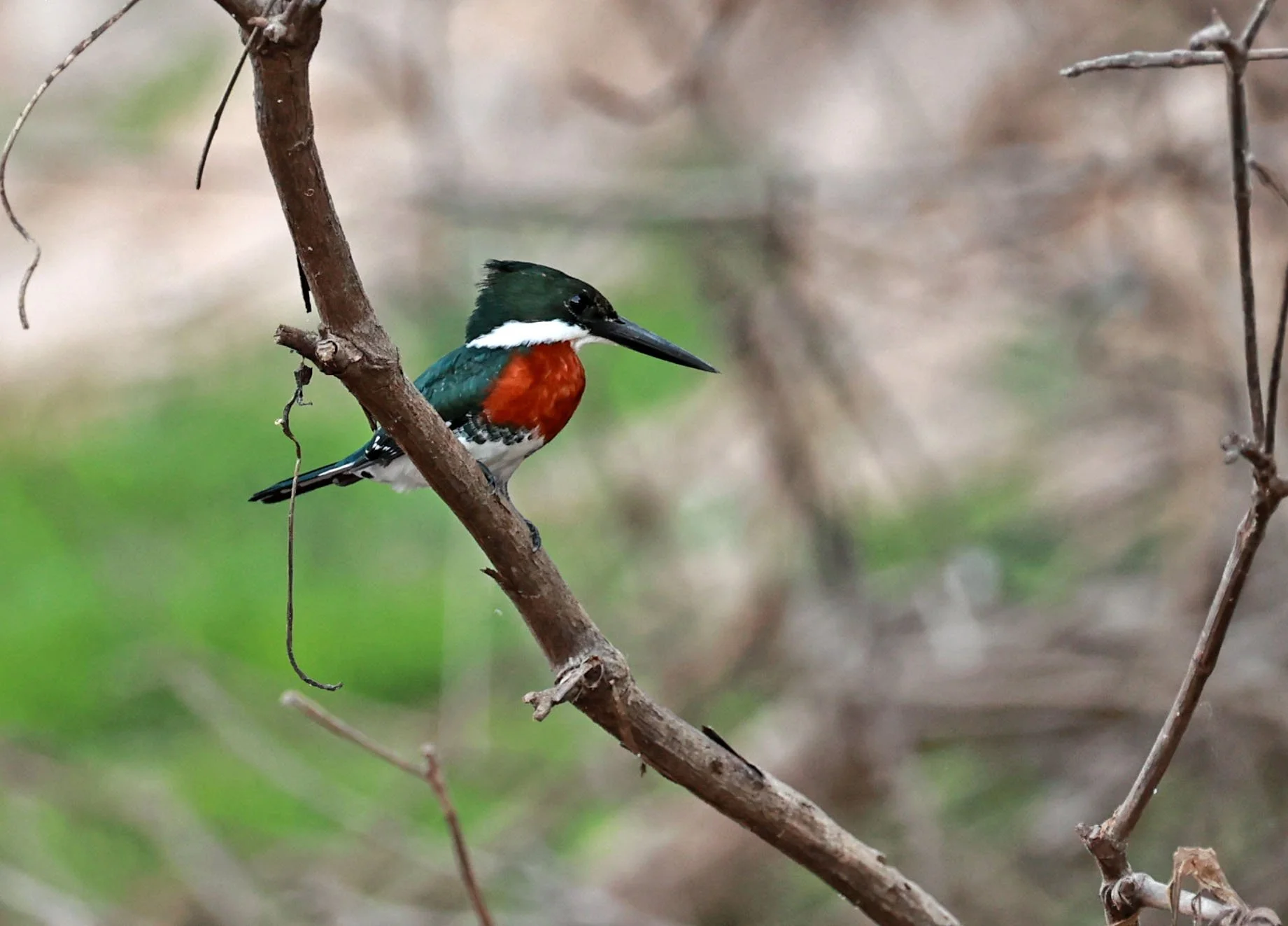 Green Kingfisher - Chloroceryle americana - Pantanal, Encontro das Águas State Park