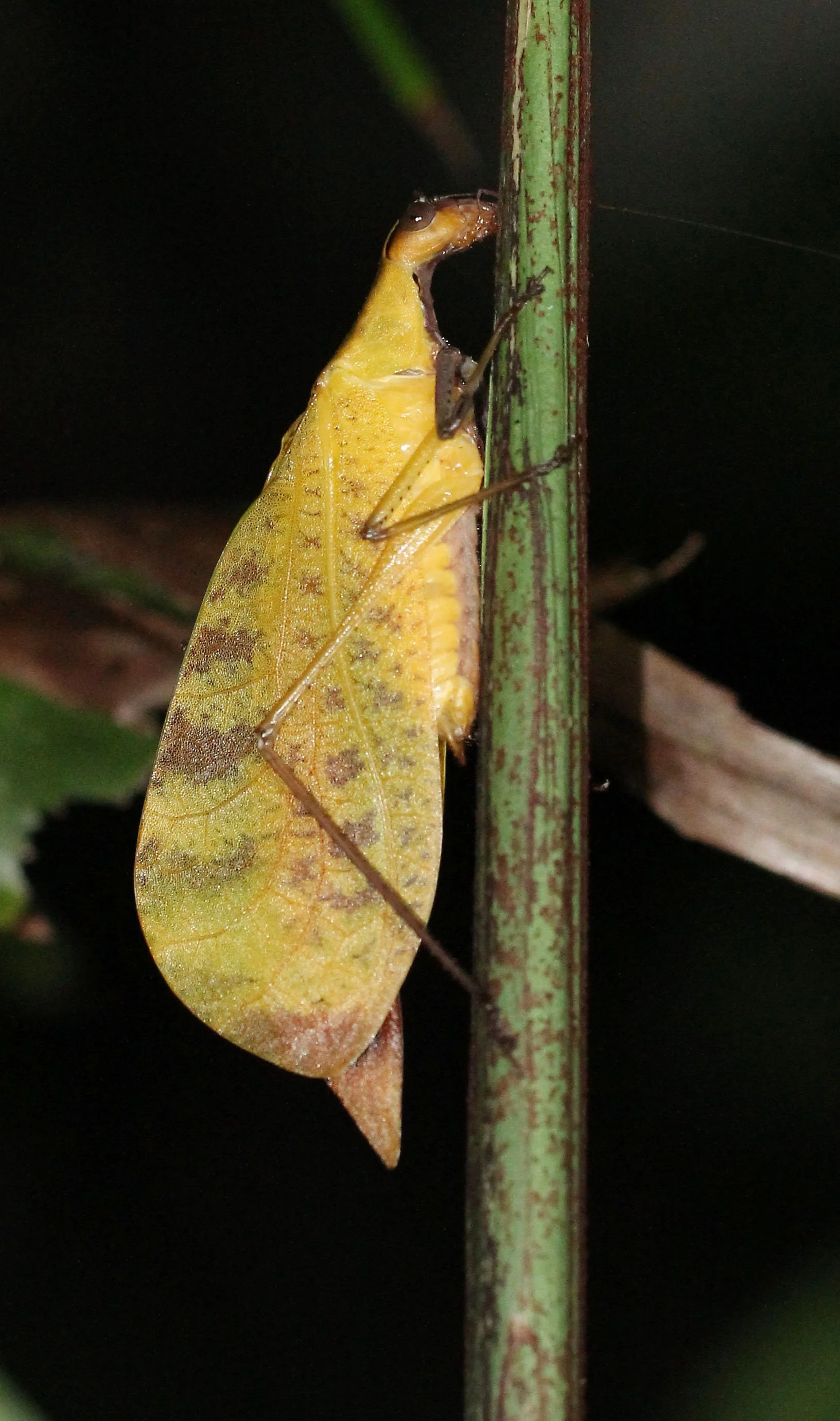 Leptoderes ornatipennis - Leaf Mimic Katydid - Koh Lanta, Thailand 
