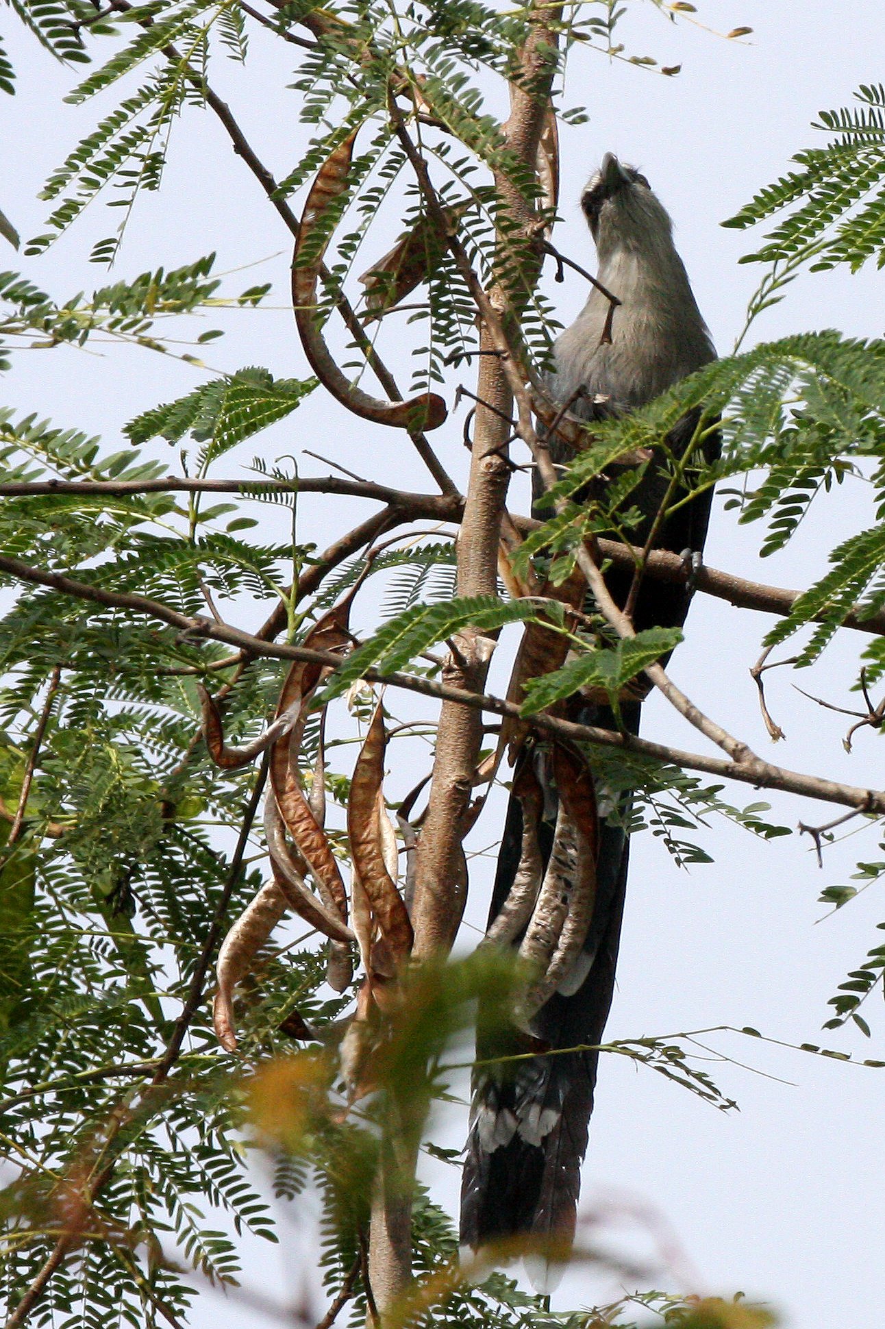 Green-billed Malkoha (Phaenicophaeus tristis) Kaeng Krachan NP Thailand (11).JPG