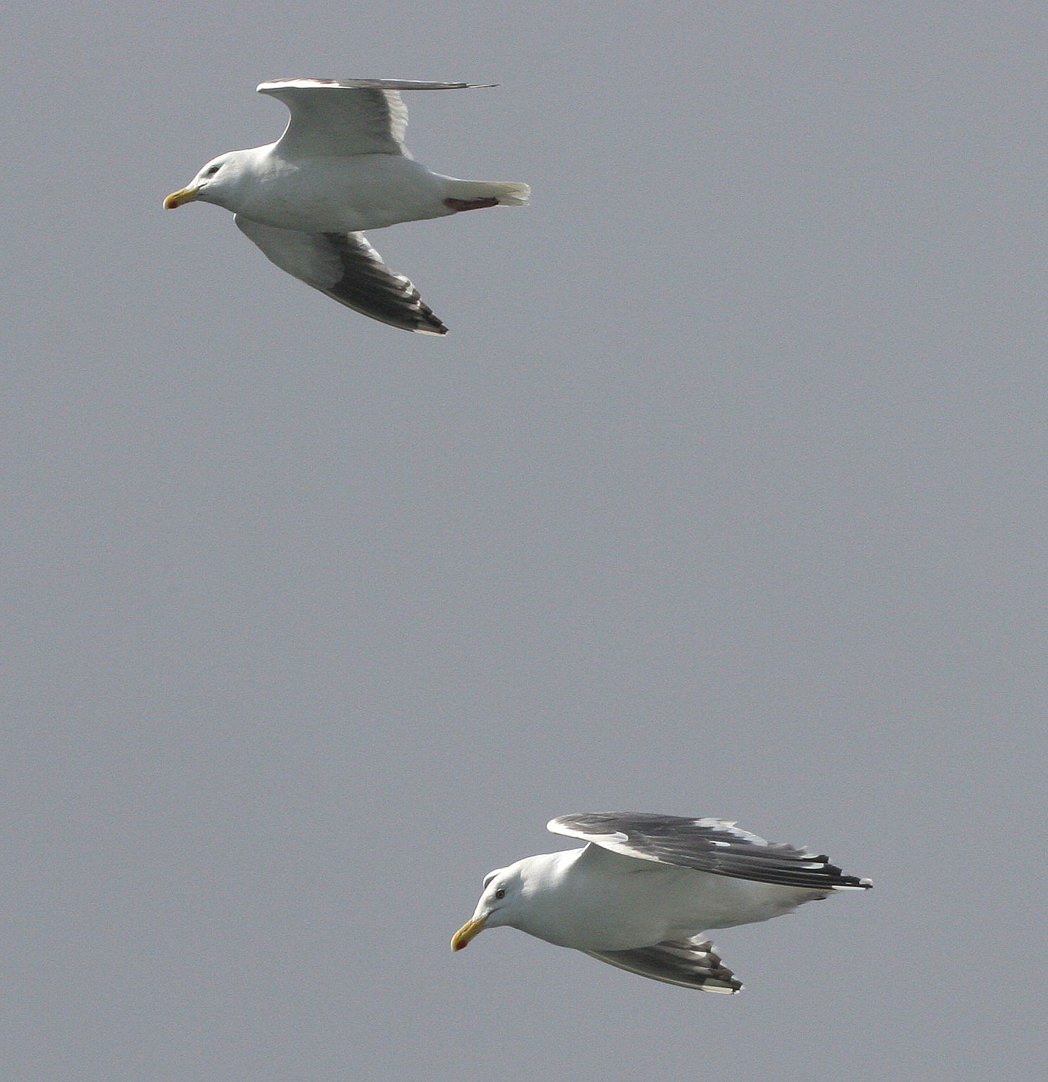 BIRD - GULL - GLAUCOUS GULL - KURIL ISLANDS RUSSIA (8).jpg
