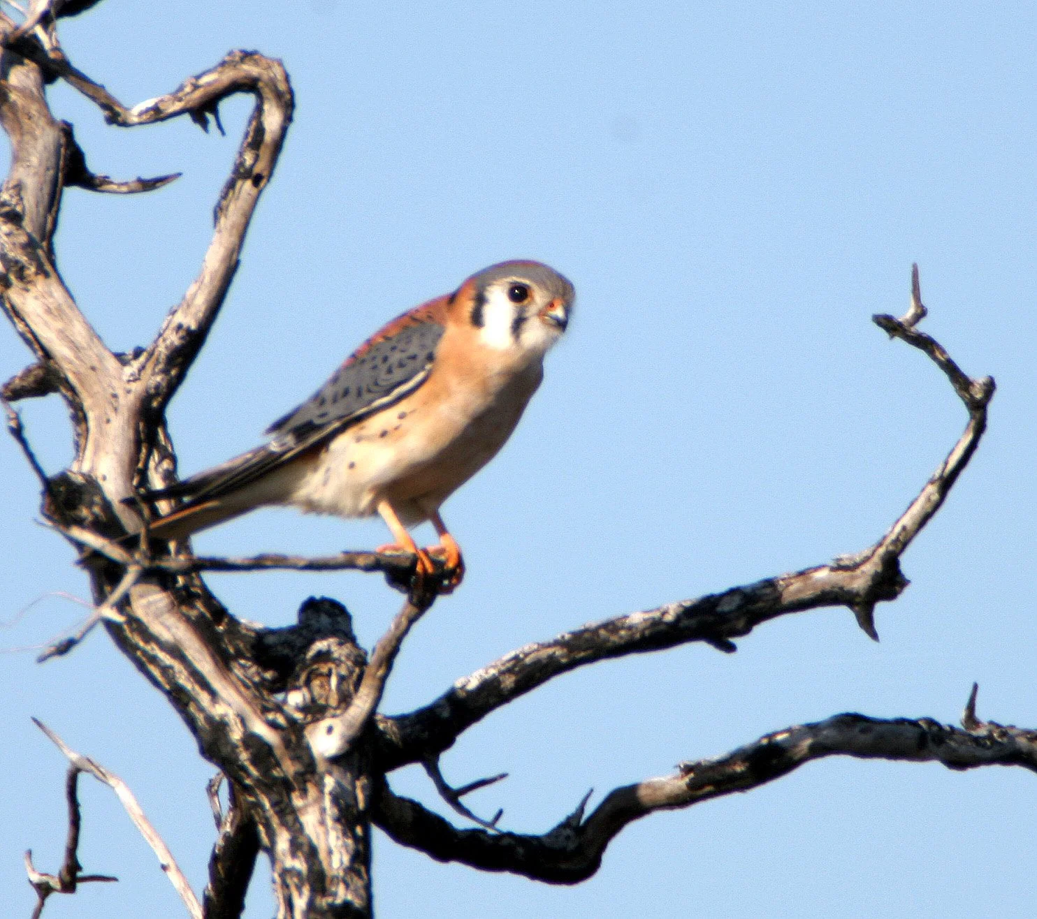 BIRD - AMERICAN KESTREL - ARANSAS (3).jpg