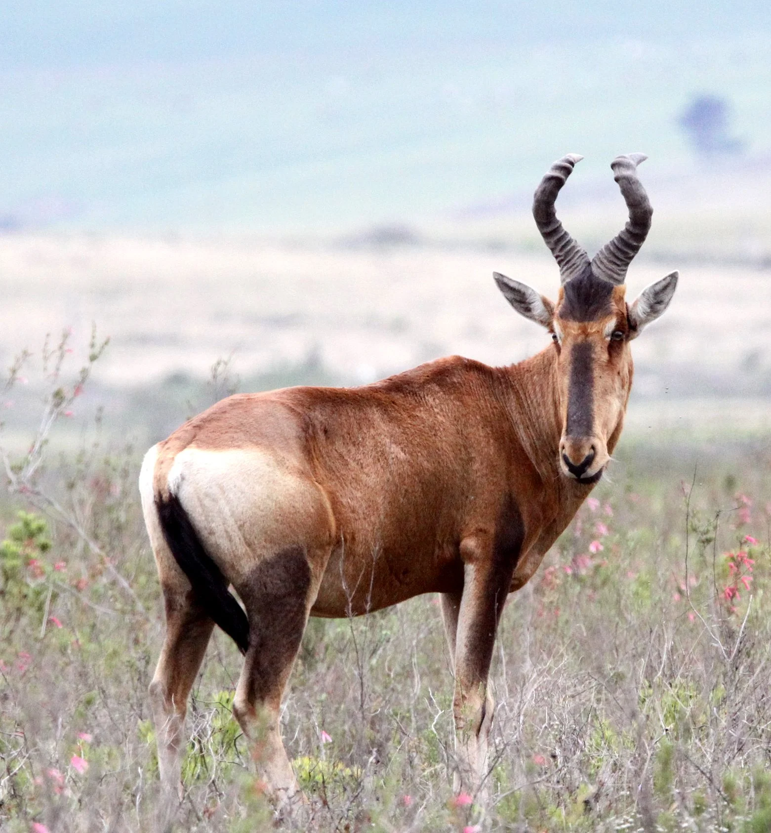 HARTEBEEST - RED HARTEBEEST -  Alcephalus caama - BONTEBOK NATIONAL PARK SOUTH AFRICA (7).JPG