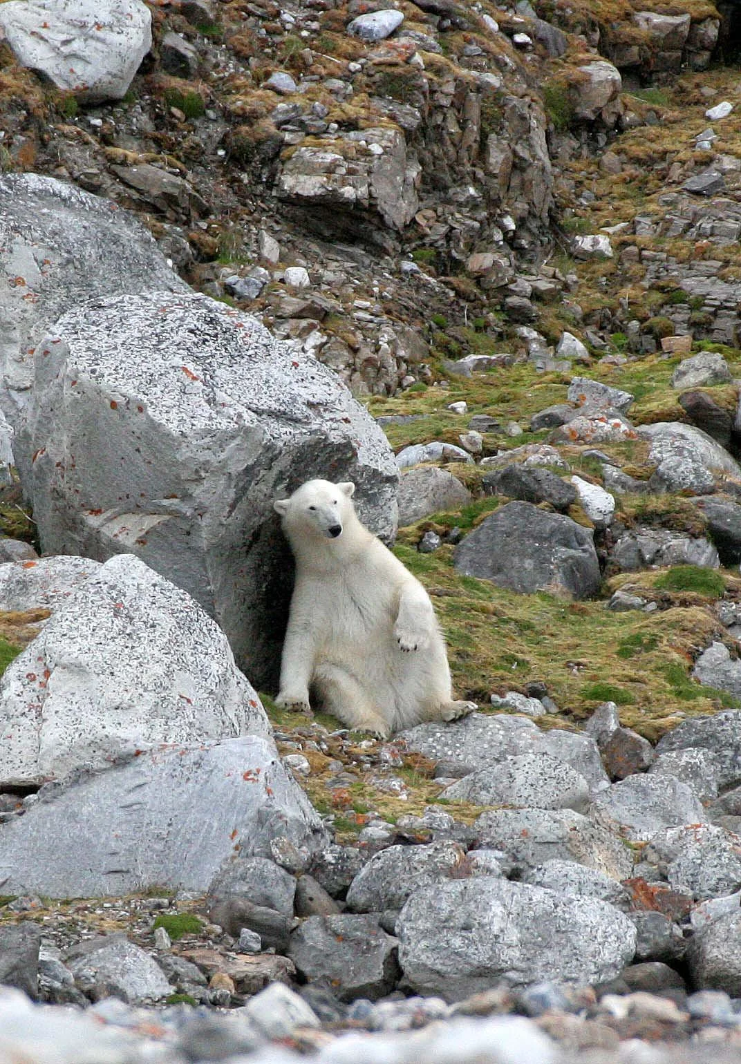URSID - POLAR BEAR - SVALBARD (397).jpg