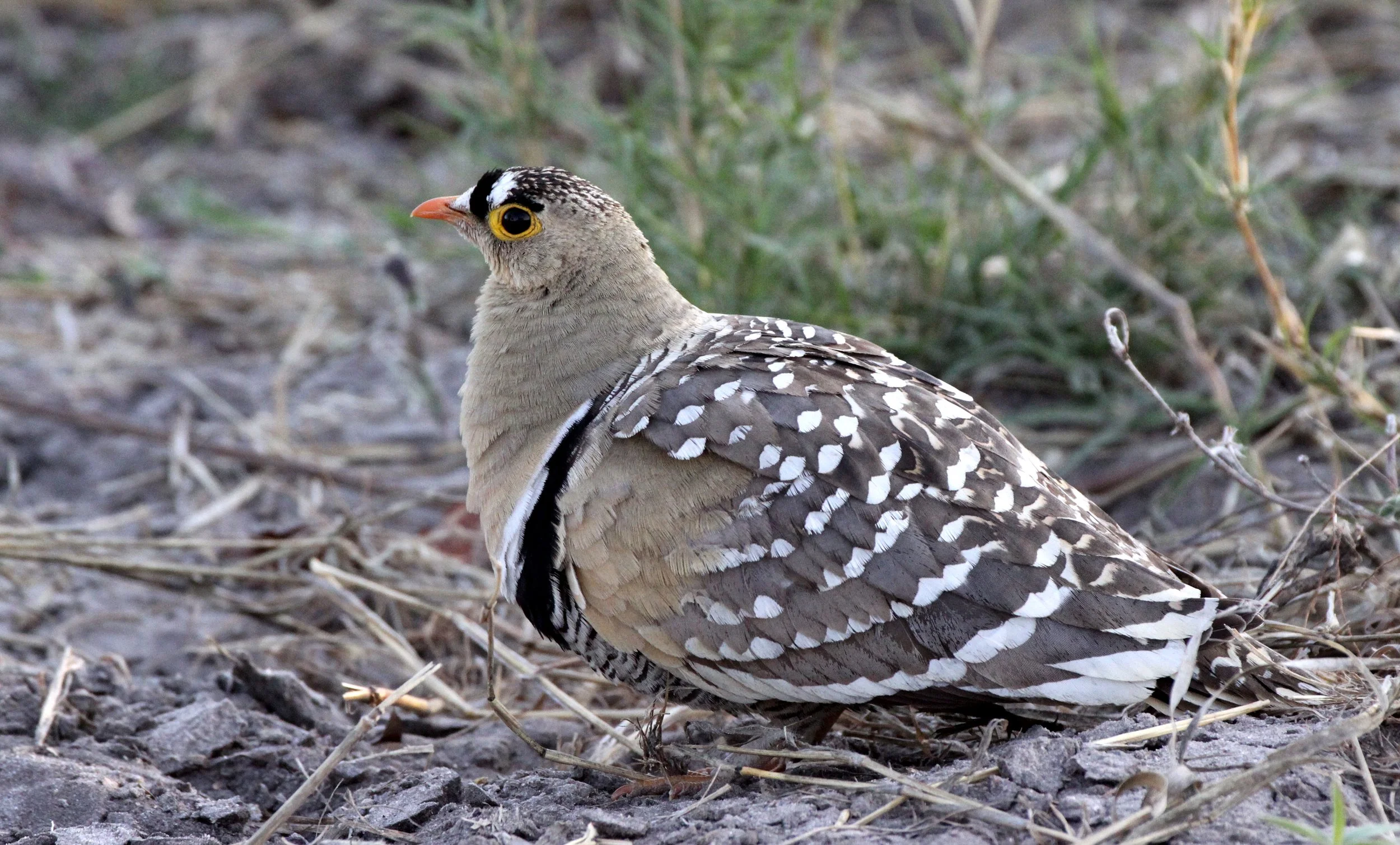 Double-banded Sandgrouse (Pterocles bicinctus) Khwai Camp Okavango Botswana (6).JPG
