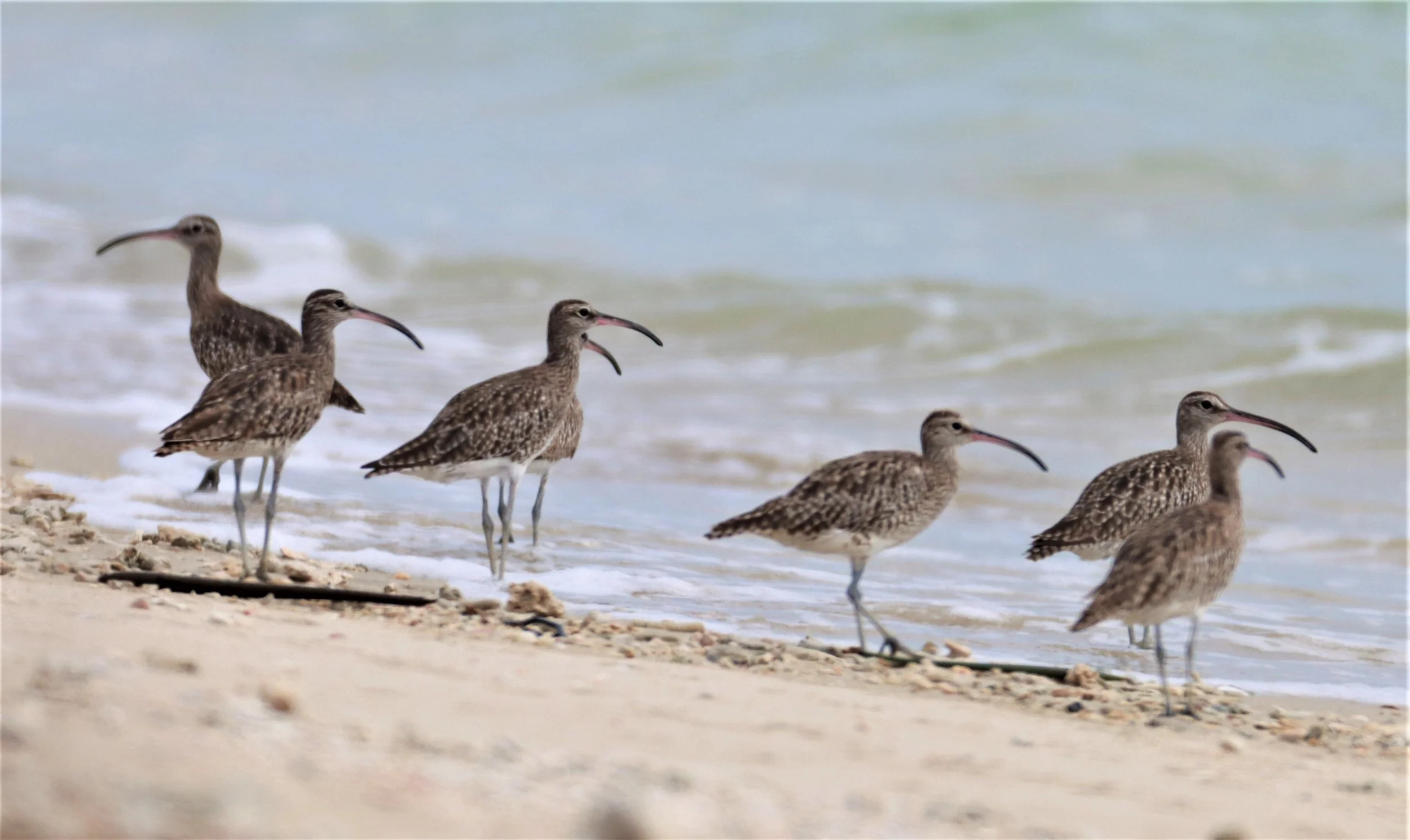 WHIMBREL - Numenius phaeopus -  PHANG NGA LAEM PAKARANG (17).jpg