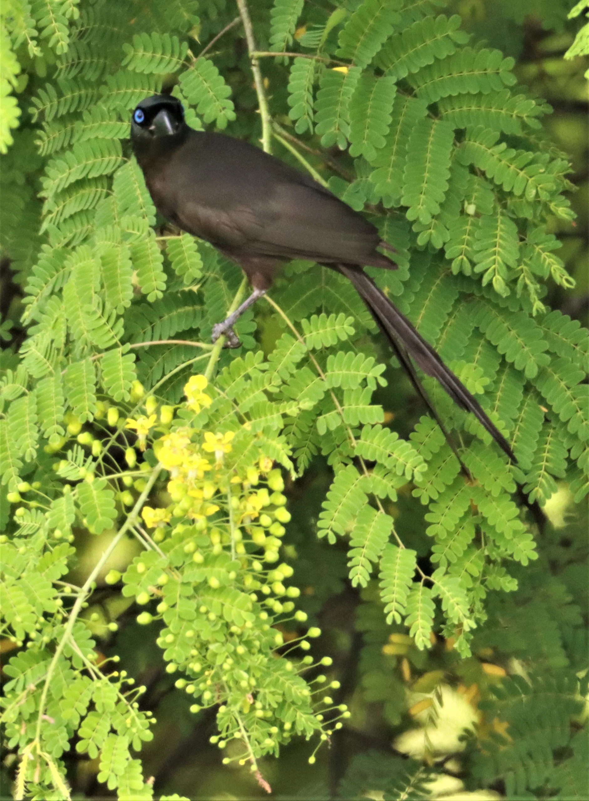 TREEPIE - RACKET-TAILED TREEPIE -Crypsirina temia - PU PLU SCRUBLANDS, NONG YA PLONG PETCHABURI (16).jpg