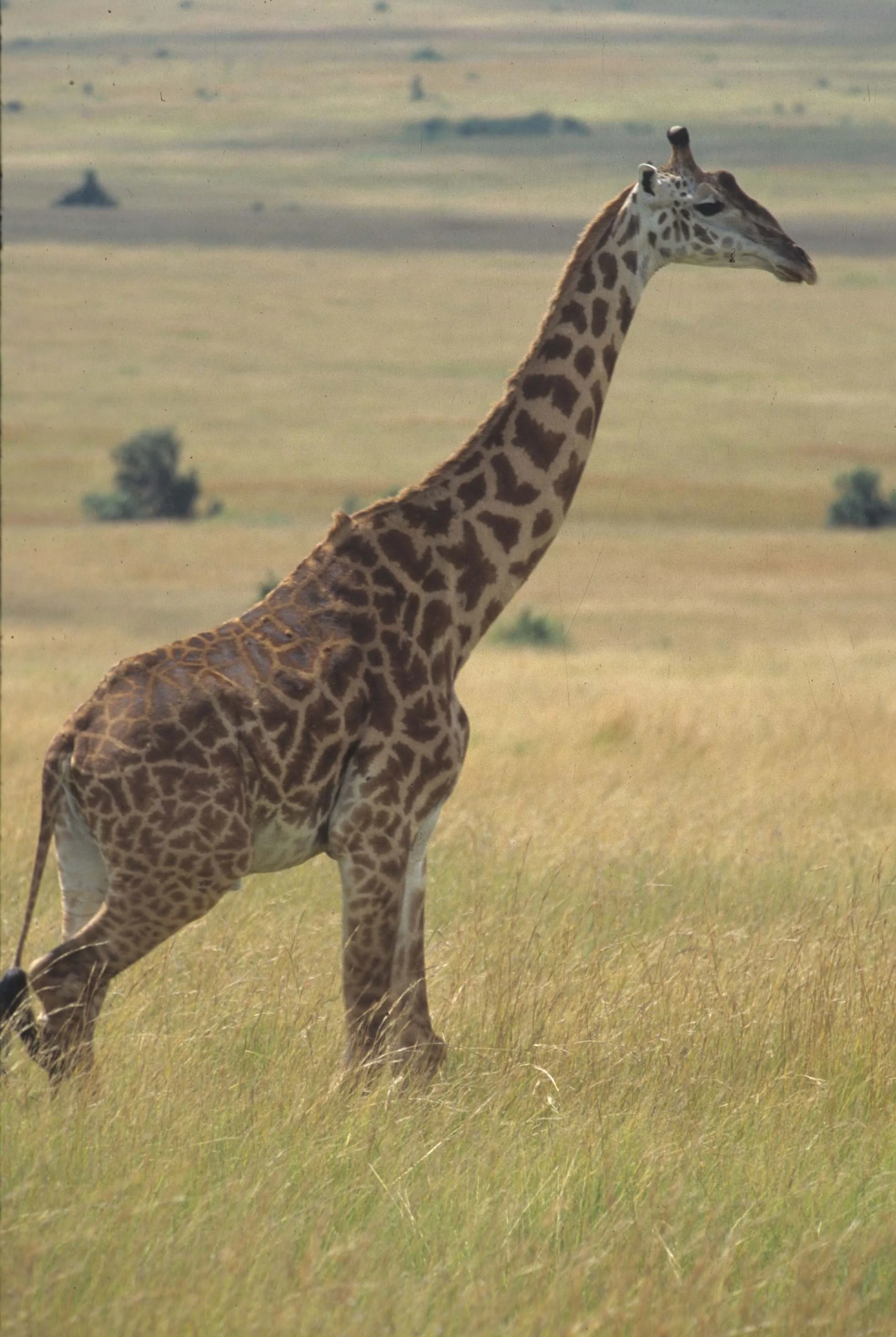 EQUIN - ZEBRA - COMMON - SERENGETI (12).jpg