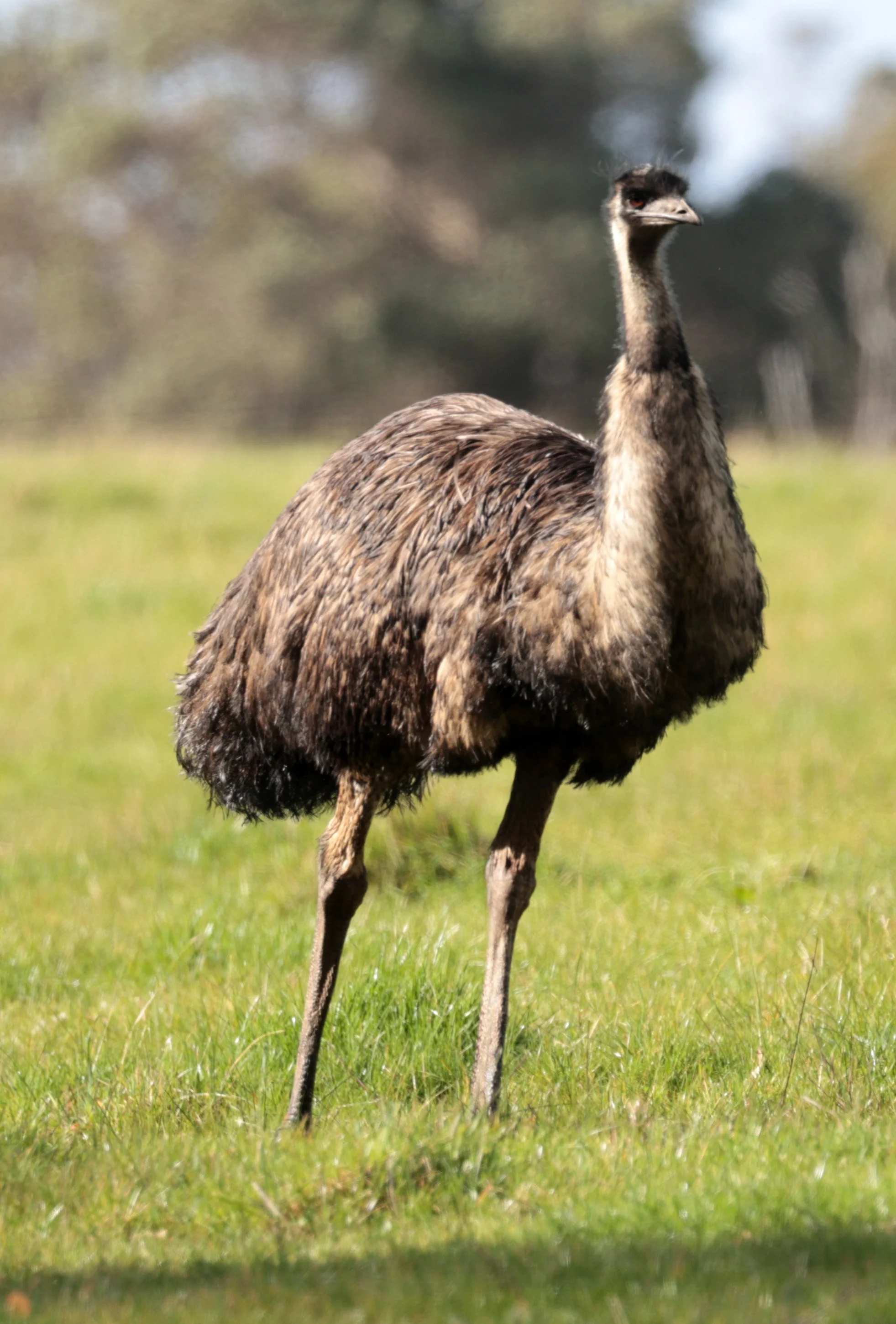 Emu (Dromaius novaehollandiae) Mt Frankland NP - Western Australia (24).jpg