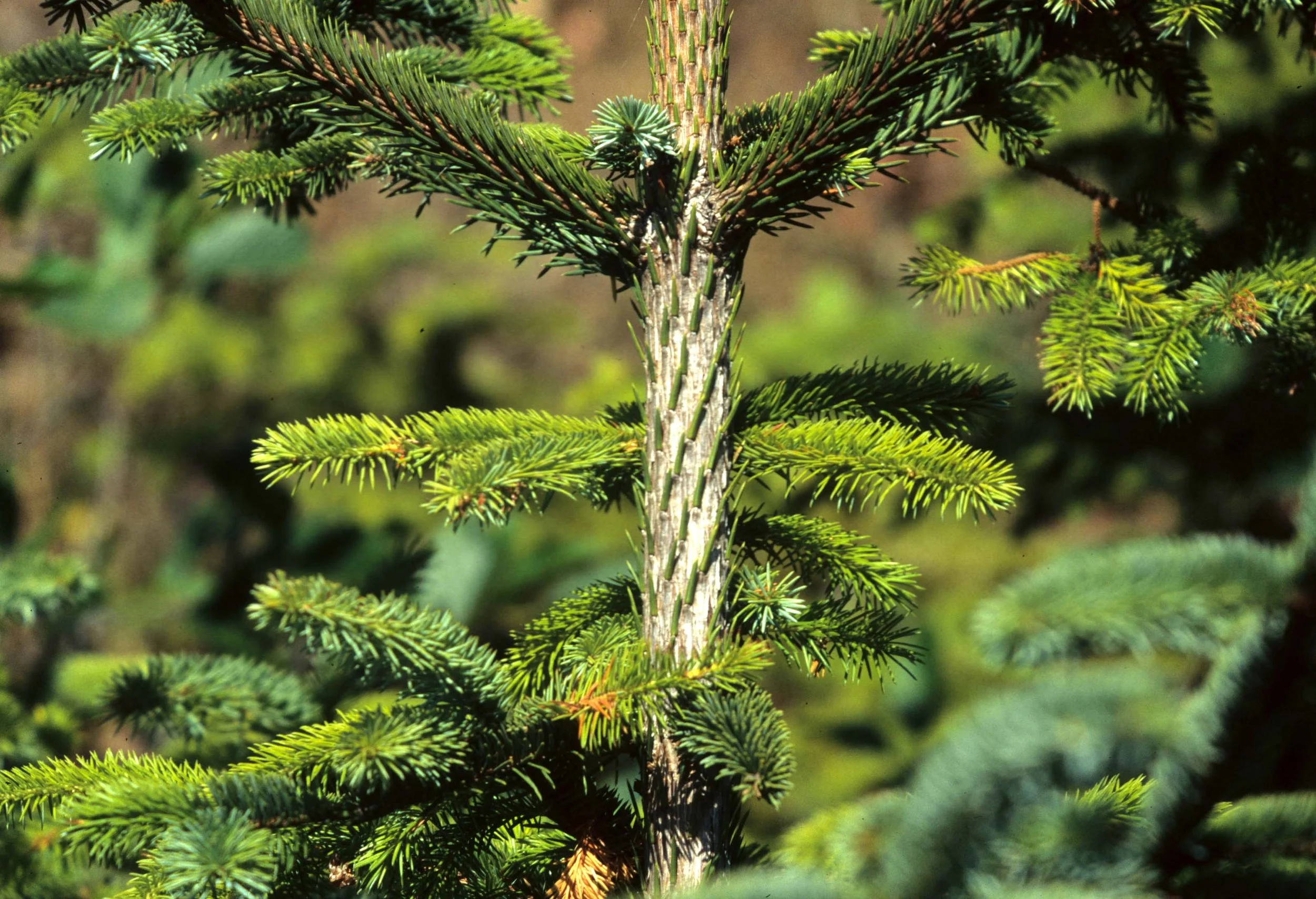 CALIFORNIA - REDWOODS NP - PICEA SPECIES (2).jpg