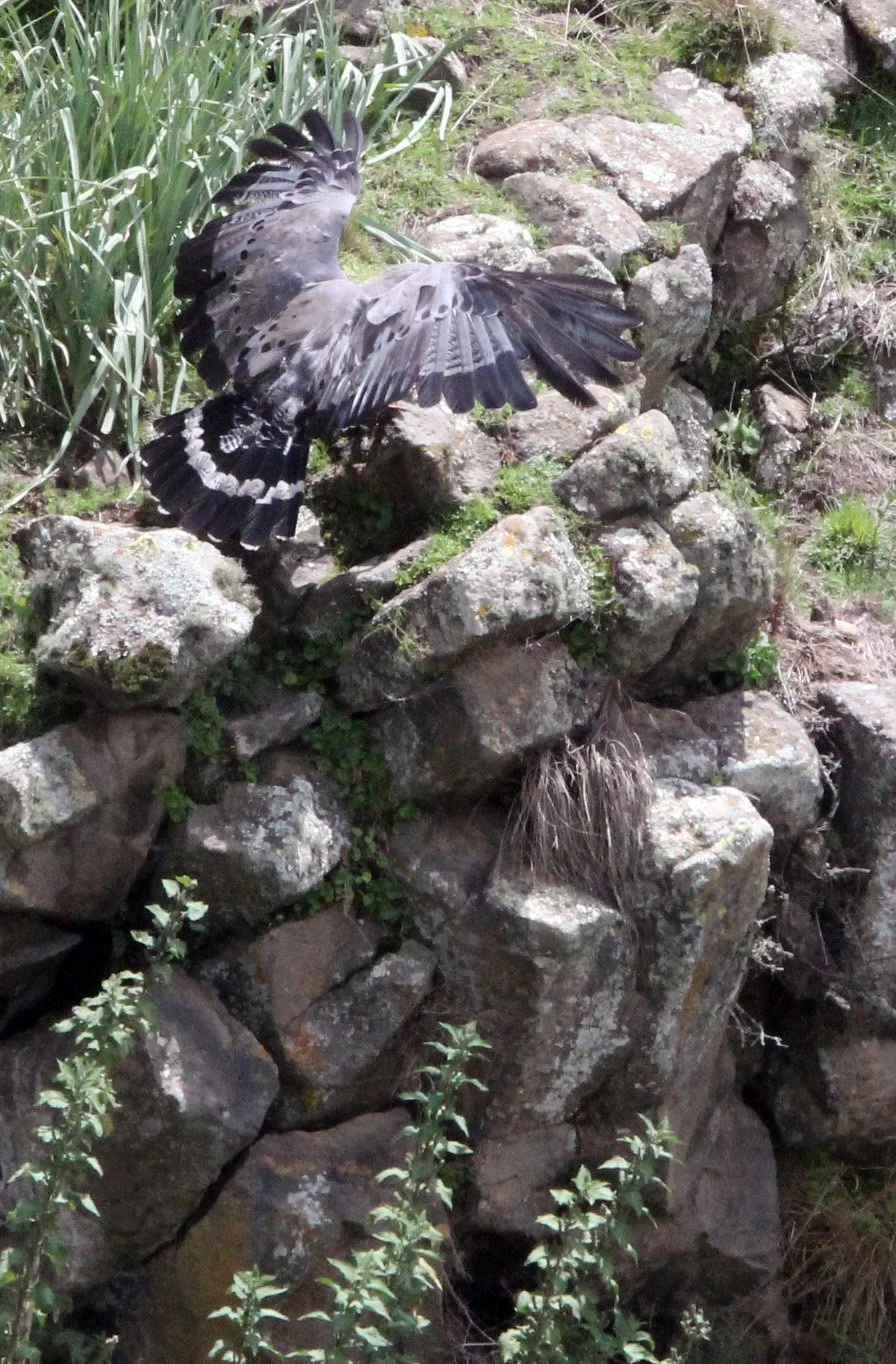Polyboroides typus - AFRICAN HARRIER-HAWK - BALE MOUNTAINS NATIONAL PARK ETHIOPIA (8).JPG
