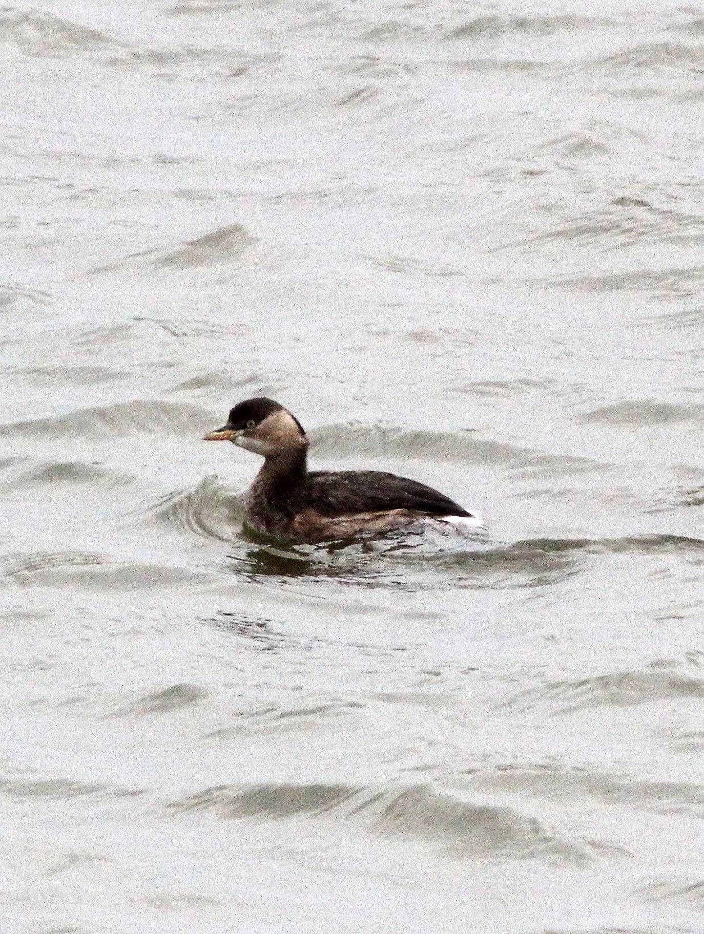 Little Grebe (Tachybaptus ruficollis) Poyang Lake Jiangxi Province China (4).JPG