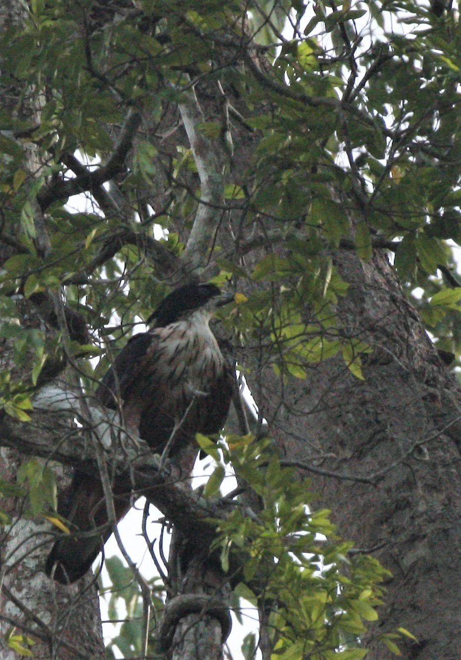 Hieraaetus kienerii - RUFOUS-BELLIED EAGLE - KAENG KRACHAN NP THAILAND aa3.jpg