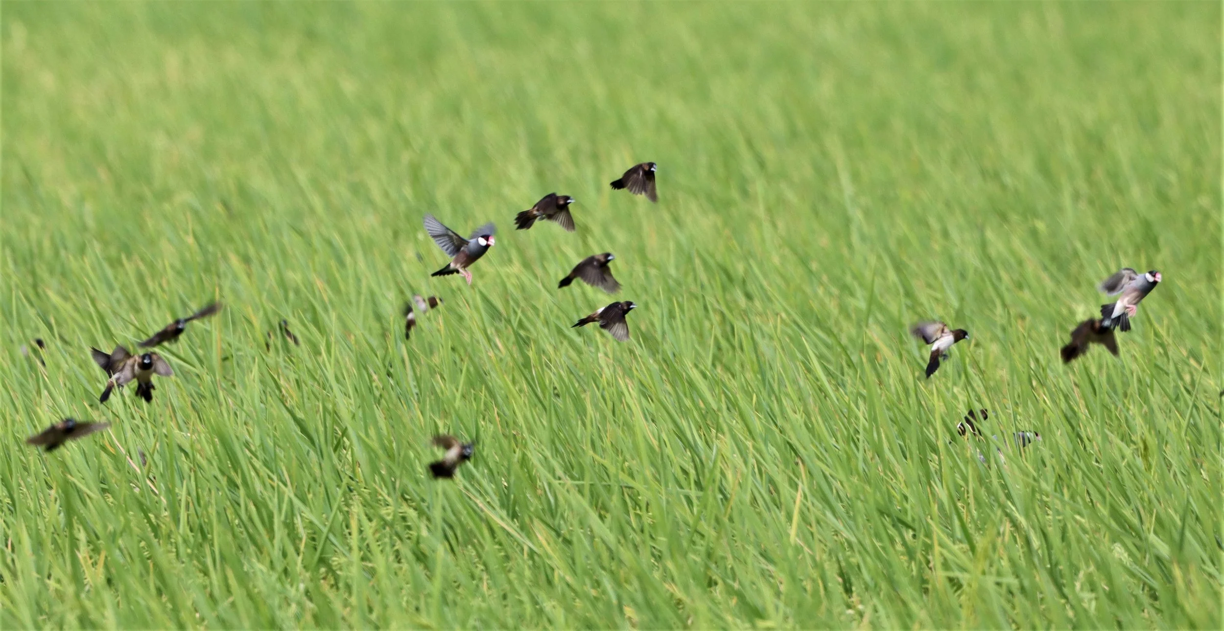 SPARROW - JAVA SPARROW - Lonchura oryzivora - WHITE-RUMPED MUNIA AND SCALY BREASTED MUNIA - PATHUM THANI RICE RESEARCH CENTER (4).jpg