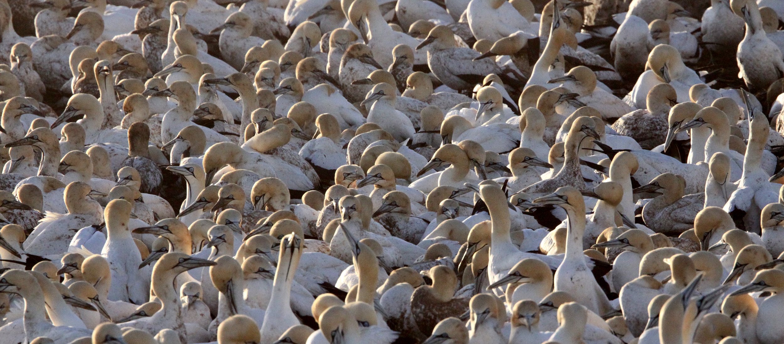 Cape gannet (Morus capensis) Lambert's Bay South Africa (106).JPG