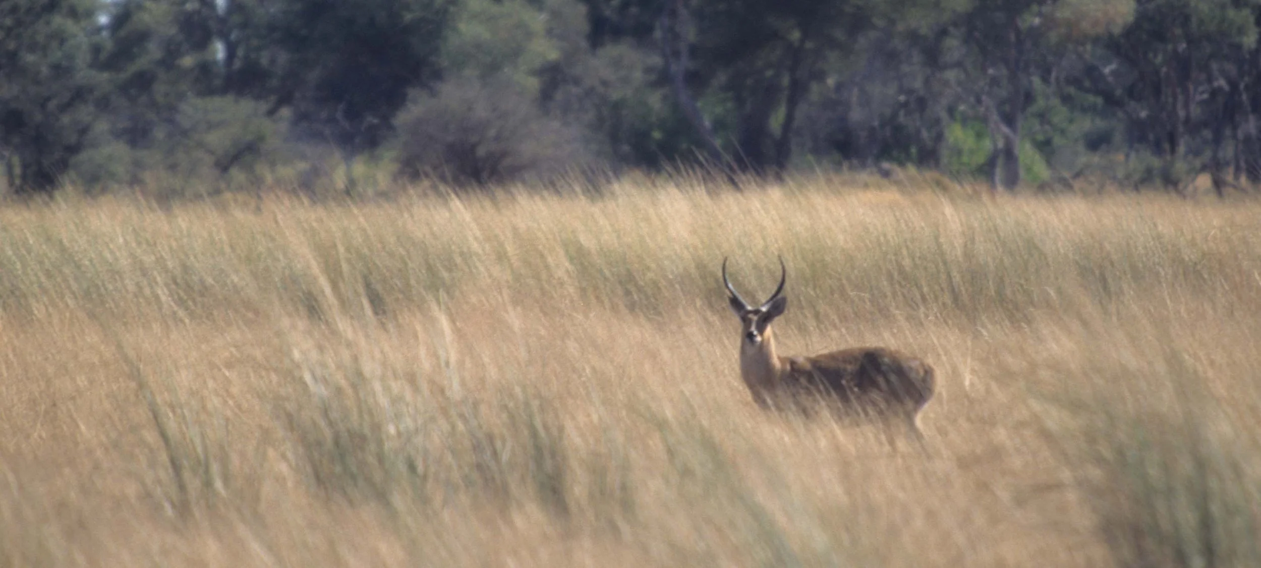BOVID - REEDBUCK - UGANDA  (3).jpg