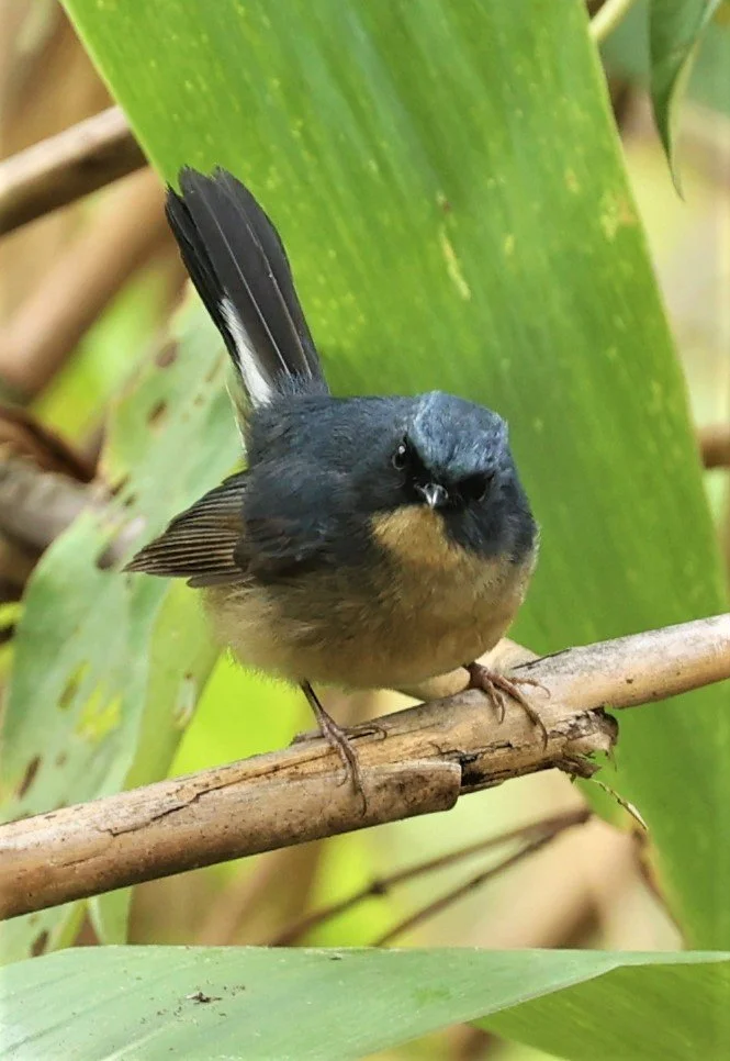 FLYCATCHER - SLATY-BLUE FLYCATCHER - Ficedula tricolor - DOI SAN JU (DOI LANG WEST) FEB 2022 (12).jpg