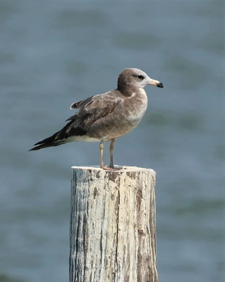 GULL - BLACK-TAILED GULL - Larus crassirostris - GULF OF SIAM OFF BANGKOK & SAMUT SAKHORN FEB 05 2022 (7).jpg