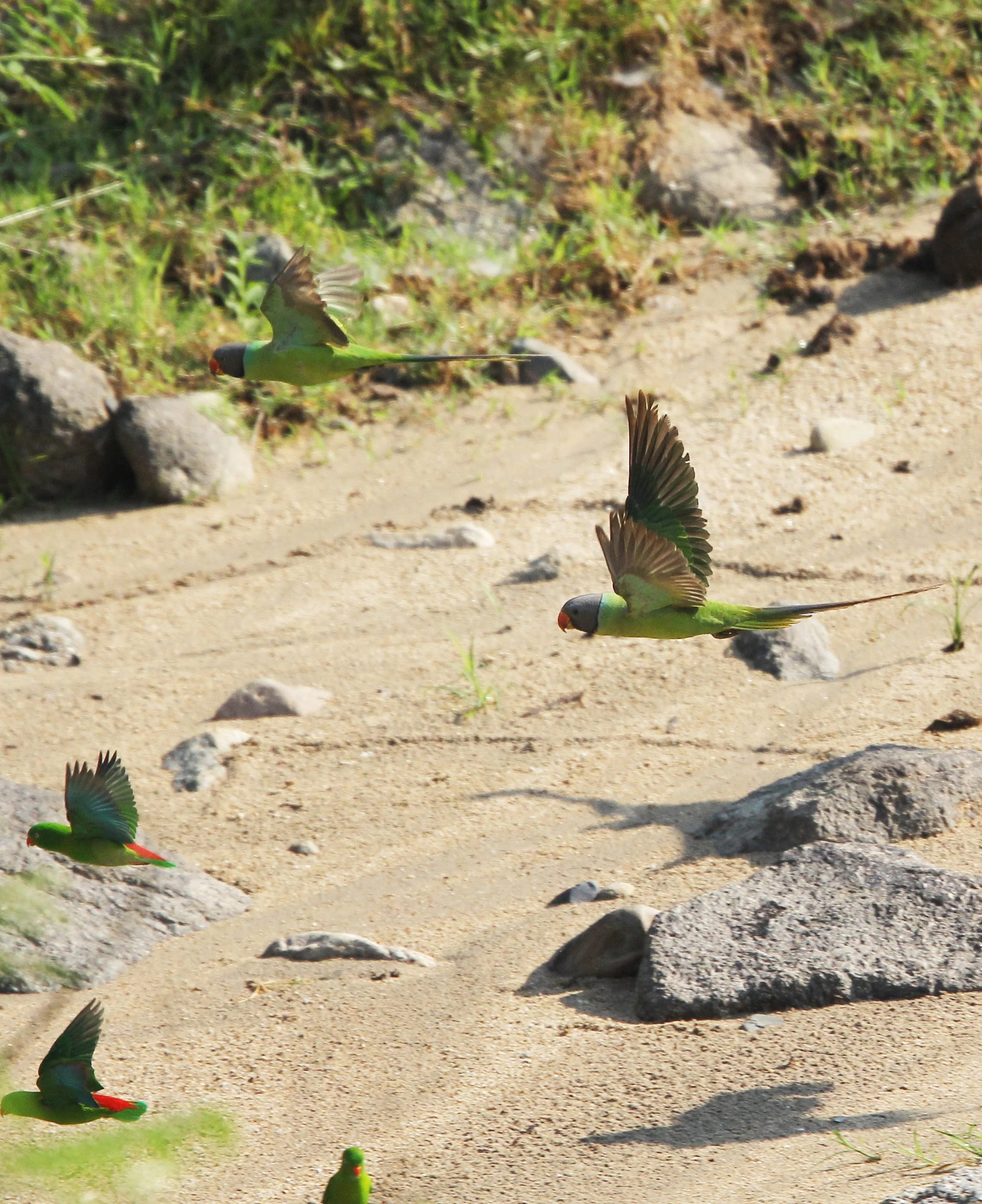 BIRD - PARAKEET - RED BREASTED, GREY-HEADED PARAKEETS & VERNAL HANGING PARROT -  HUAI KHA KHAENG NATURE RESERVE - THAILAND (27).jpg