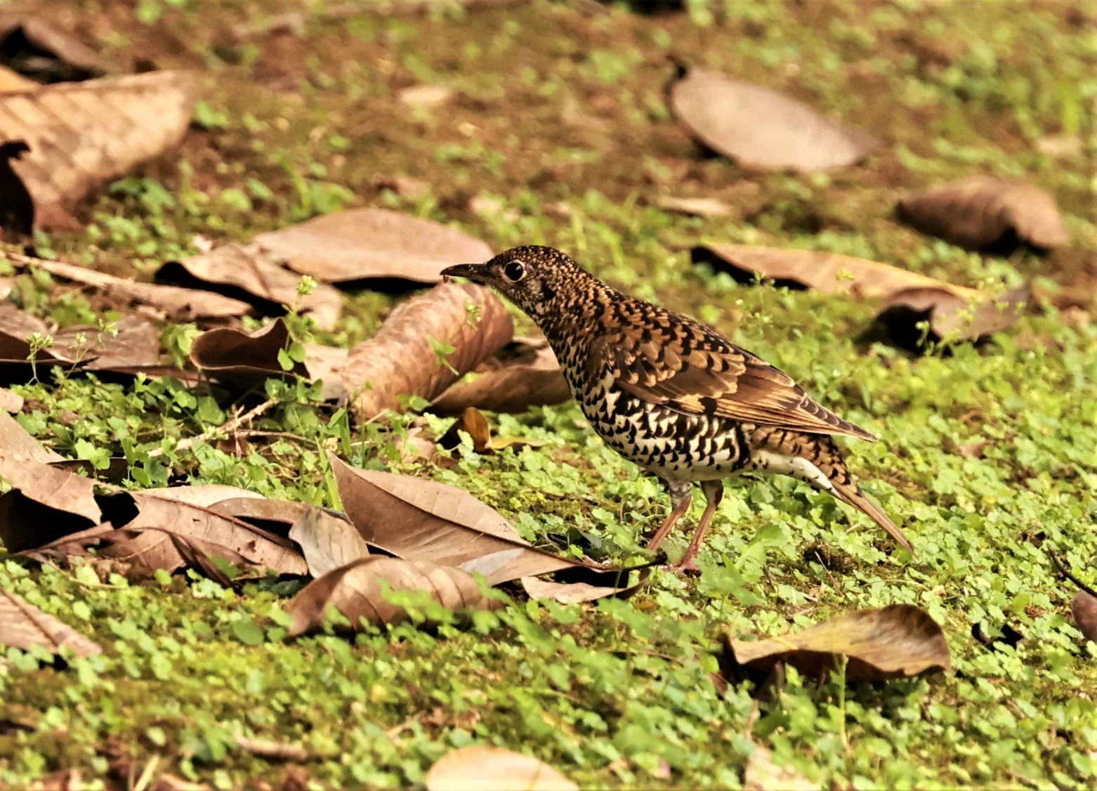 Scaly Thrush (Zoothera dauma) Doi Ang Kang Chiang Mai (25).jpg