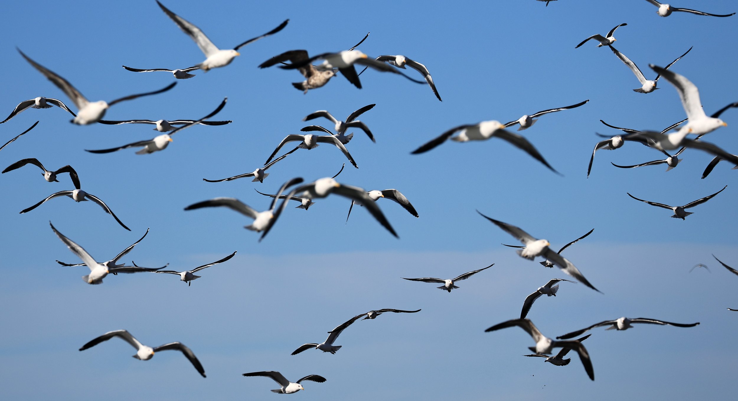Kelp Gull (Larus dominicanus) Puerto Rawson Argentina (13).jpg