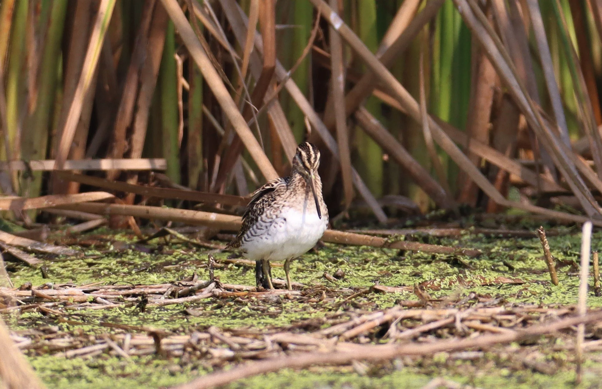 SNIPE - COMMON SNIPE - Gallinago gallinago - LAT KRABANG WETLANDS NEAR BKK (22).jpg