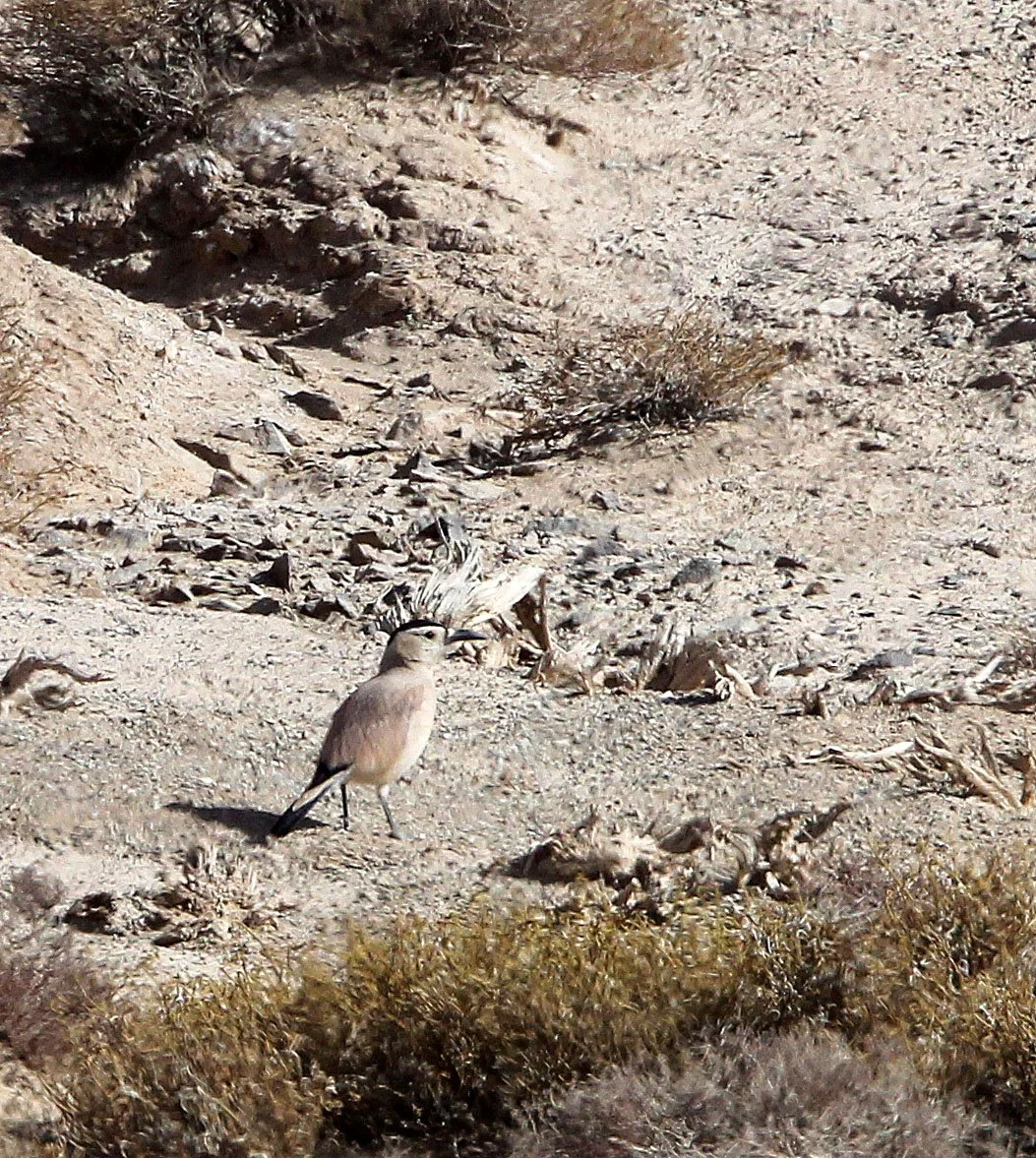BIRD - MONGOLIAN GROUND JAY - LOP NUR WILD BACTRIAN CAMEL RESERVE - XINJIANG CHINA (5).JPG