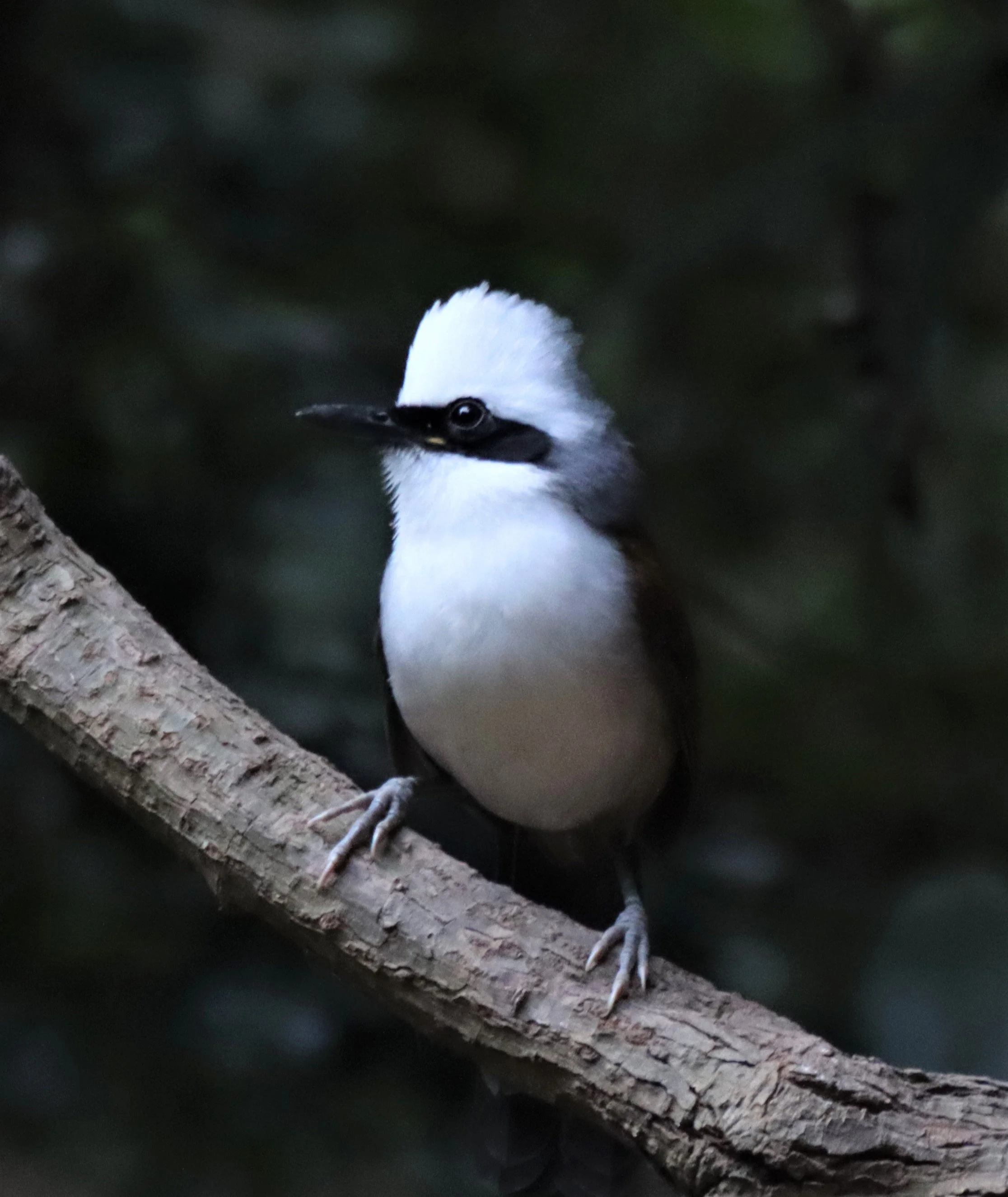 LAUGHINGTHRUSH - WHITE-CRESTED LAUGHINGTHRUSH - Garrulax leucolophus - KAENG KRACHAN THAILAND (26).jpg