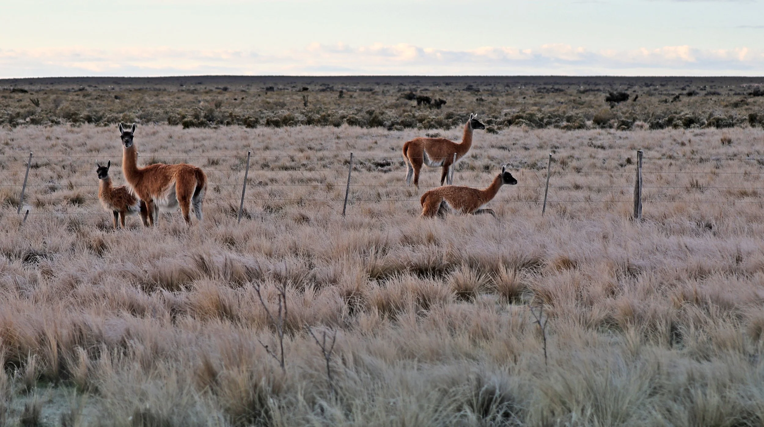Guanaco (Lama guanicoe) Valdes Peninsula, Chubut Province, Argentina Day 2.jpg