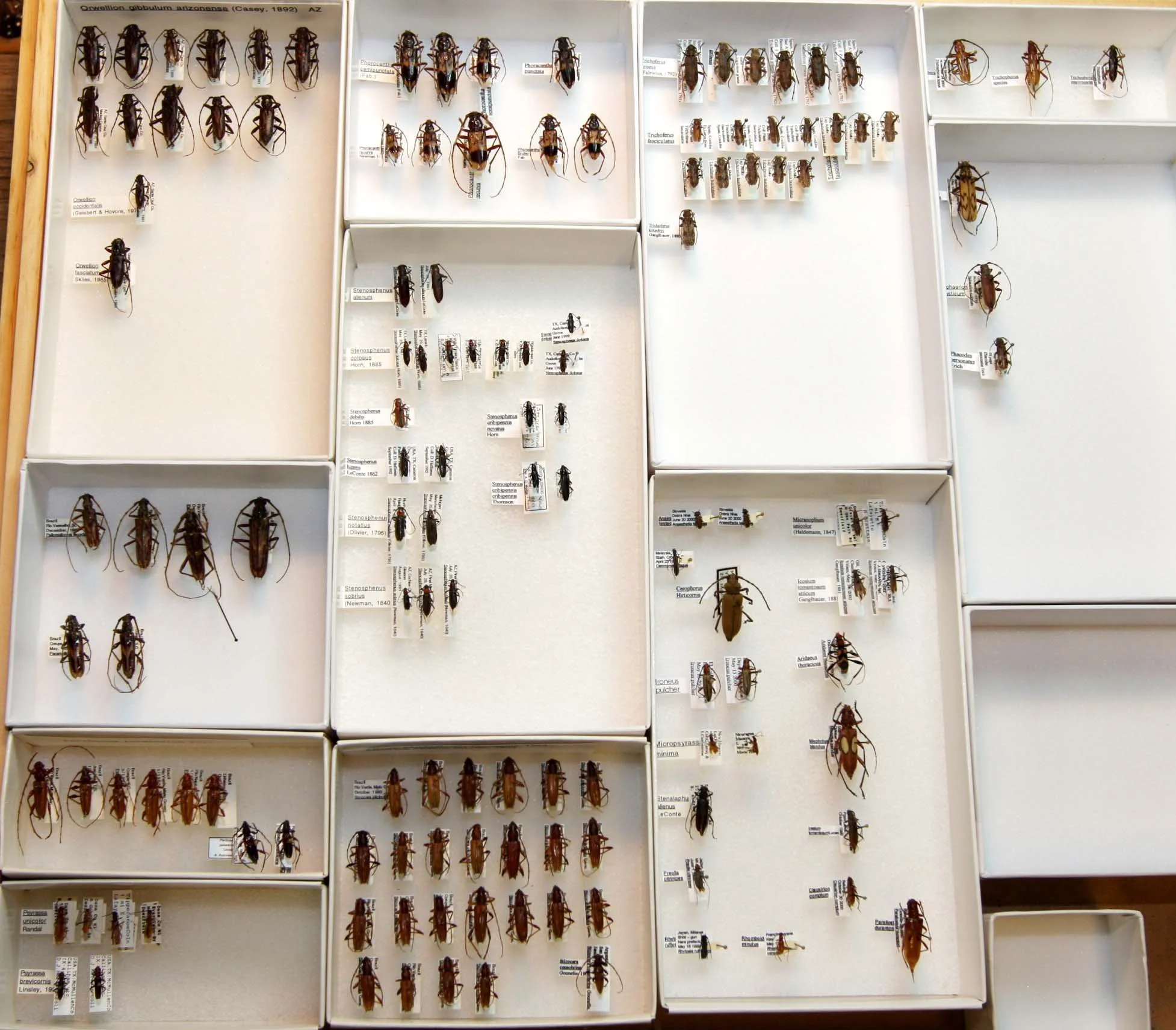 18 Cerambycinae - Elaphidionini 2.JPG