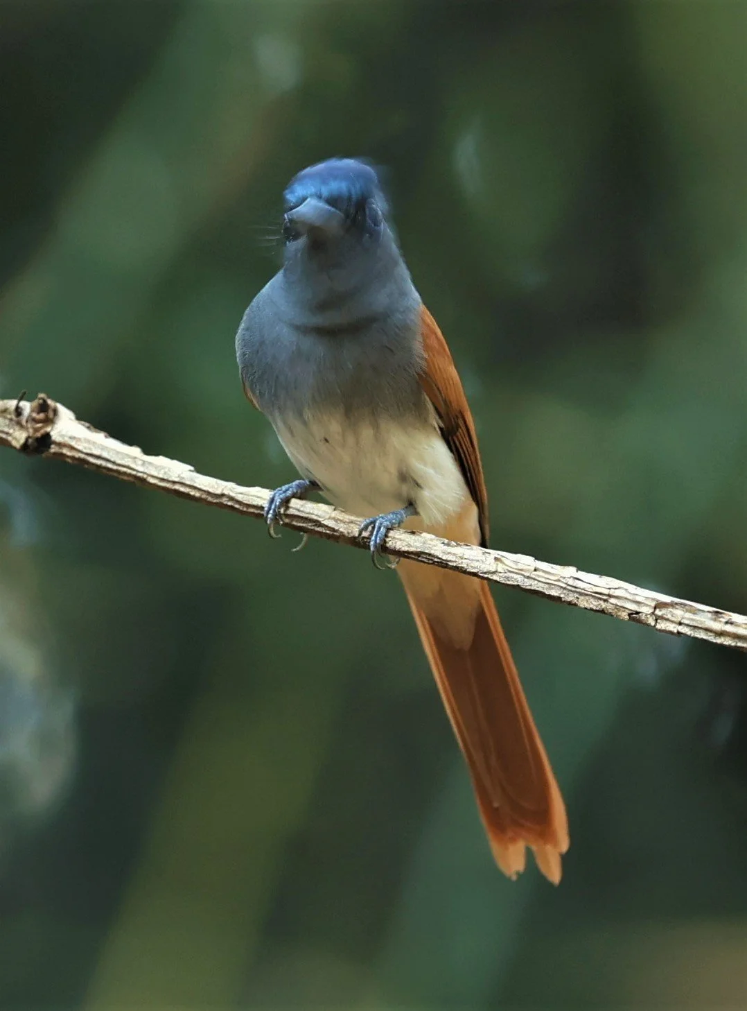 PARADISE-FLYCATCHER - BLYTH'S PARADISE-FLYCATCHER - Terpsiphone affinis - WAT THAM PRATHUM CHONBURI JAN 30 2022 (20).jpg