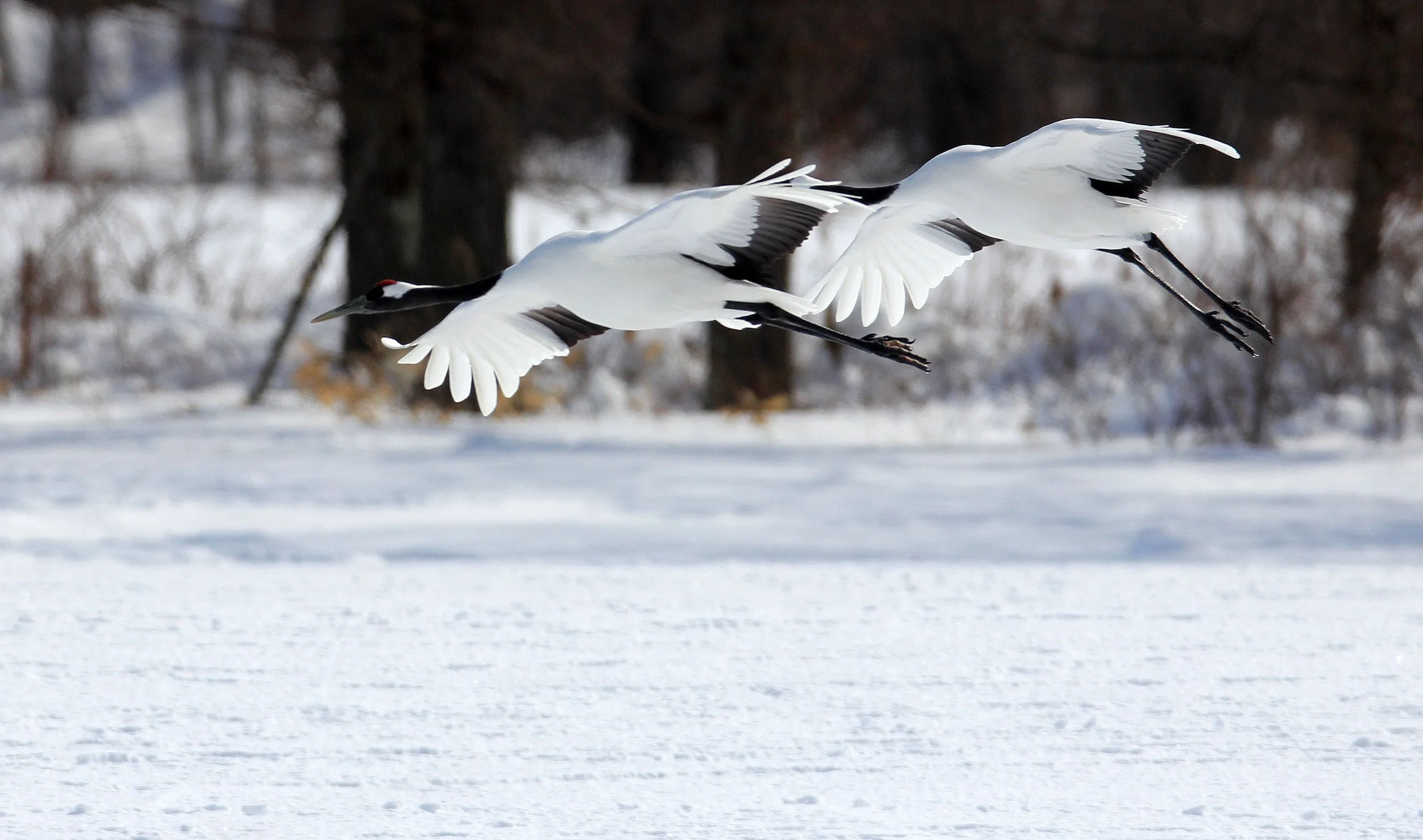 BIRD - CRANE - JAPANESE RED-CROWN CRANE - TSURUI CRANE CENTER - HOKKAIDO JAPAN (80).JPG