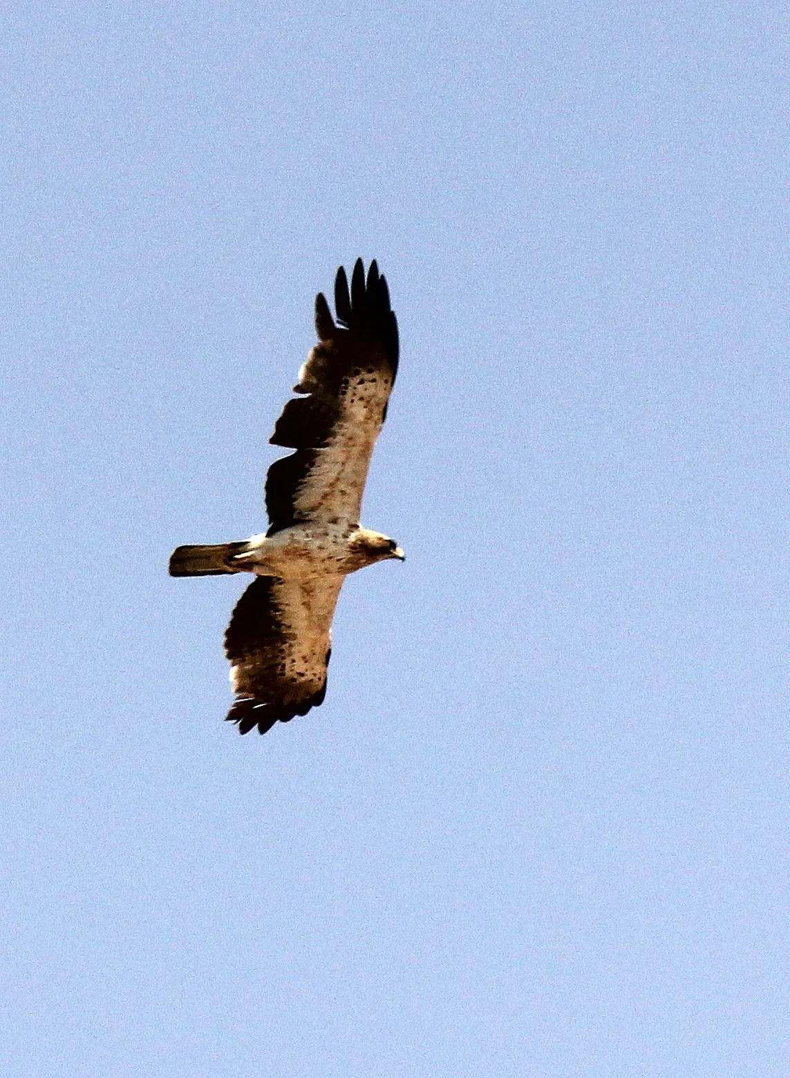 Hieraaetus pennatus - BOOTED EAGLE - NEAR GAFSA TUNISIA (11).JPG