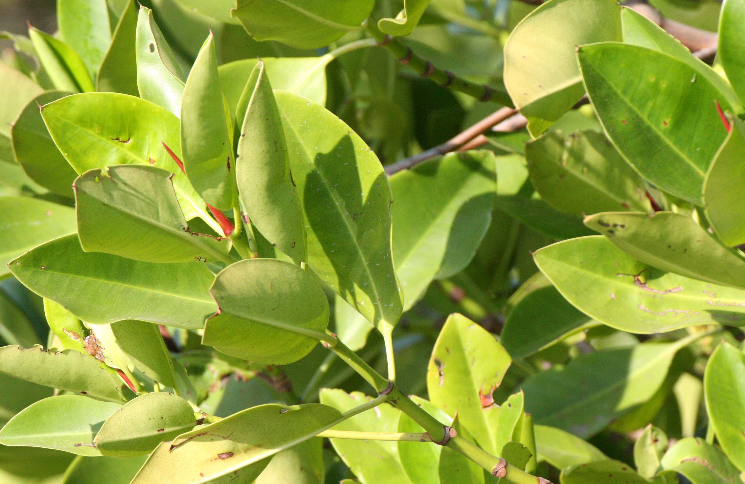 KHAO SAM ROI YOT THAILAND - MANGROVE - RHIZOPHORA MUCRONATA.JPG