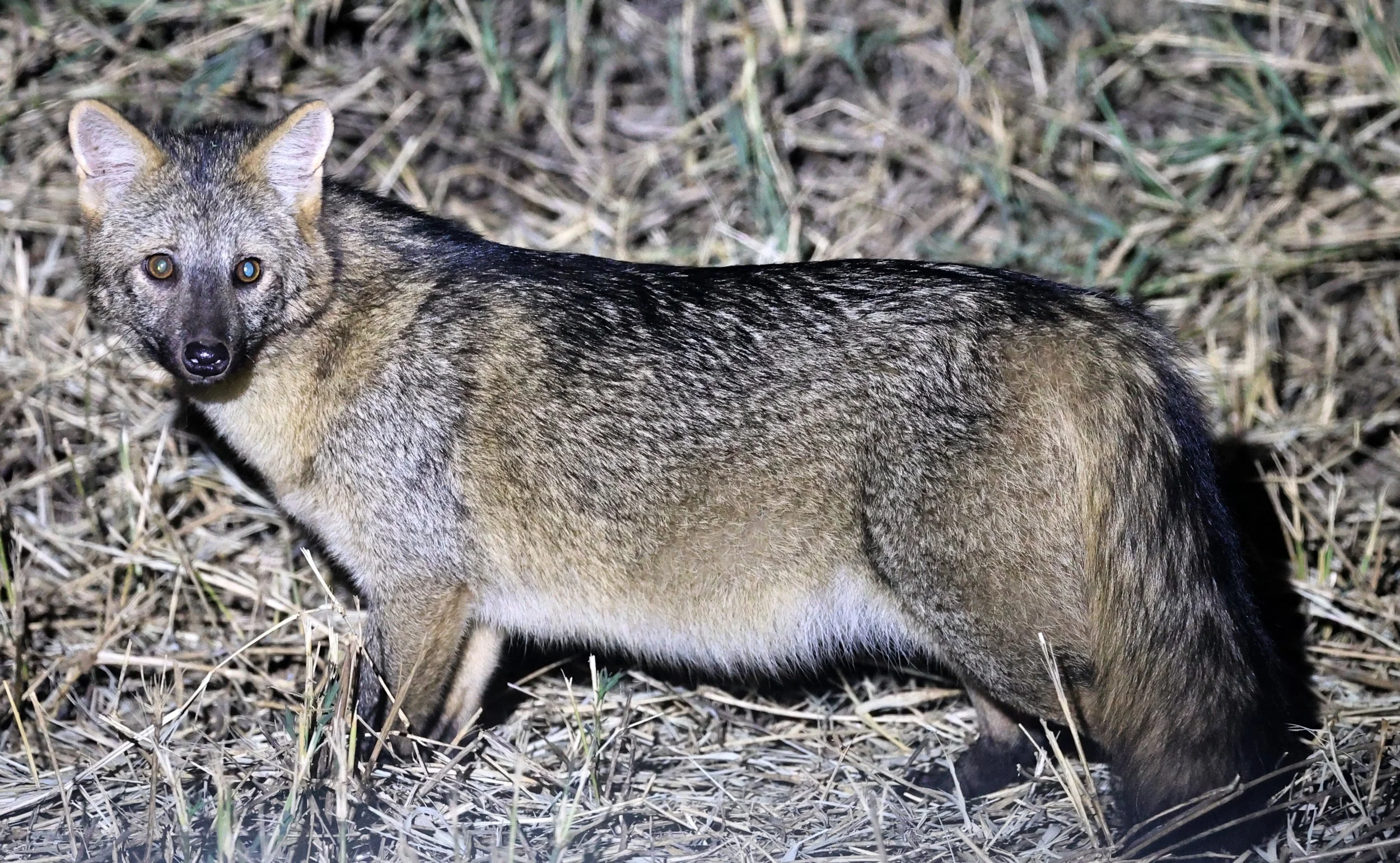 Crab-eating Fox (Cerdocyon thous) Estancia Campo'í Paraguay  (16).jpg