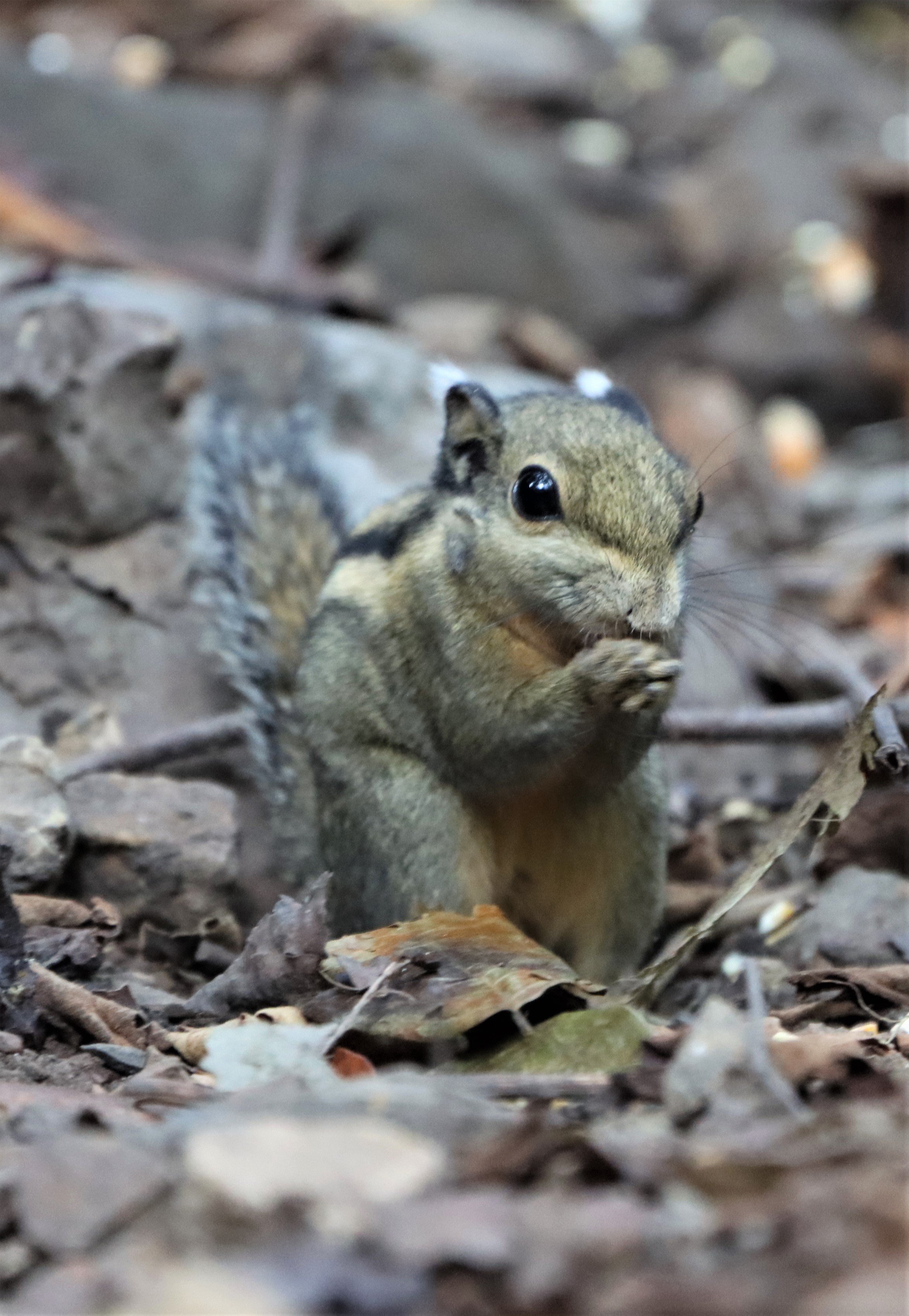 Tamiops mcclellandii - WESTERN (BURMESE) STRIPED SQUIRREL - NEUNG HIDE KAENG KRACHAN (1).jpg