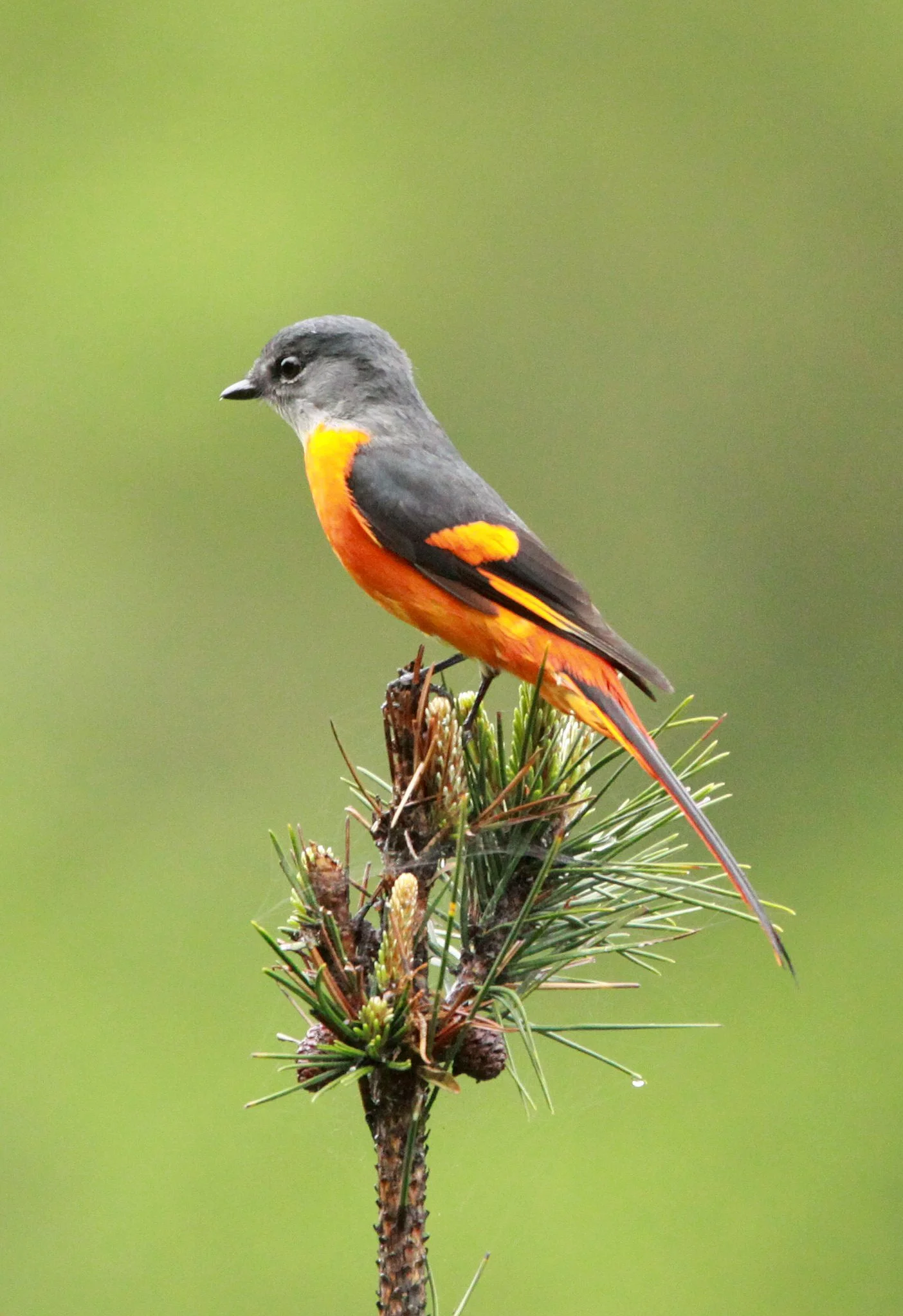 Gray-chinned Minivet (Pericrocotus solaris) Anhui Province China (13).JPG