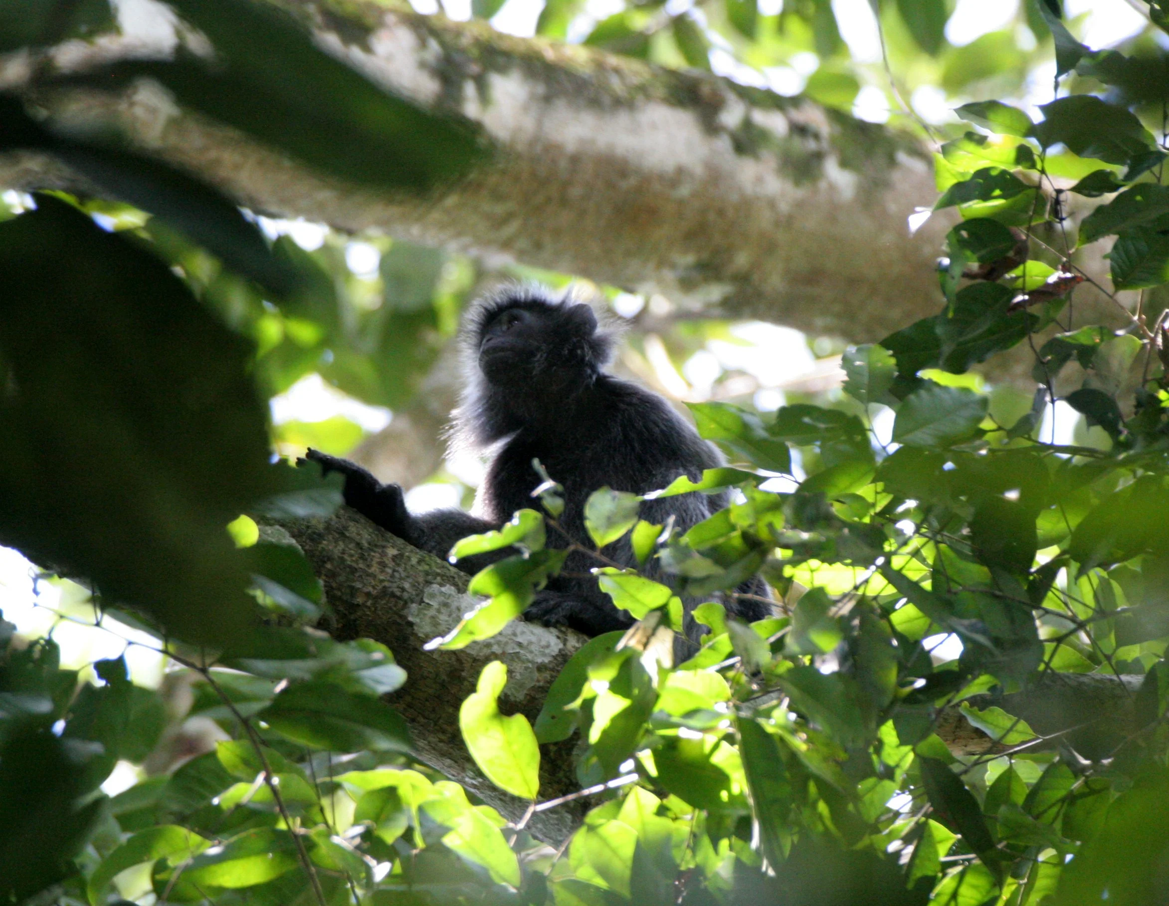 CERCOPITHECIDAE - Trachypithecus cristatus cristatus - SILVERED LANGUR - SABAH KINABATANGAN RIVER BORNEO (16).JPG