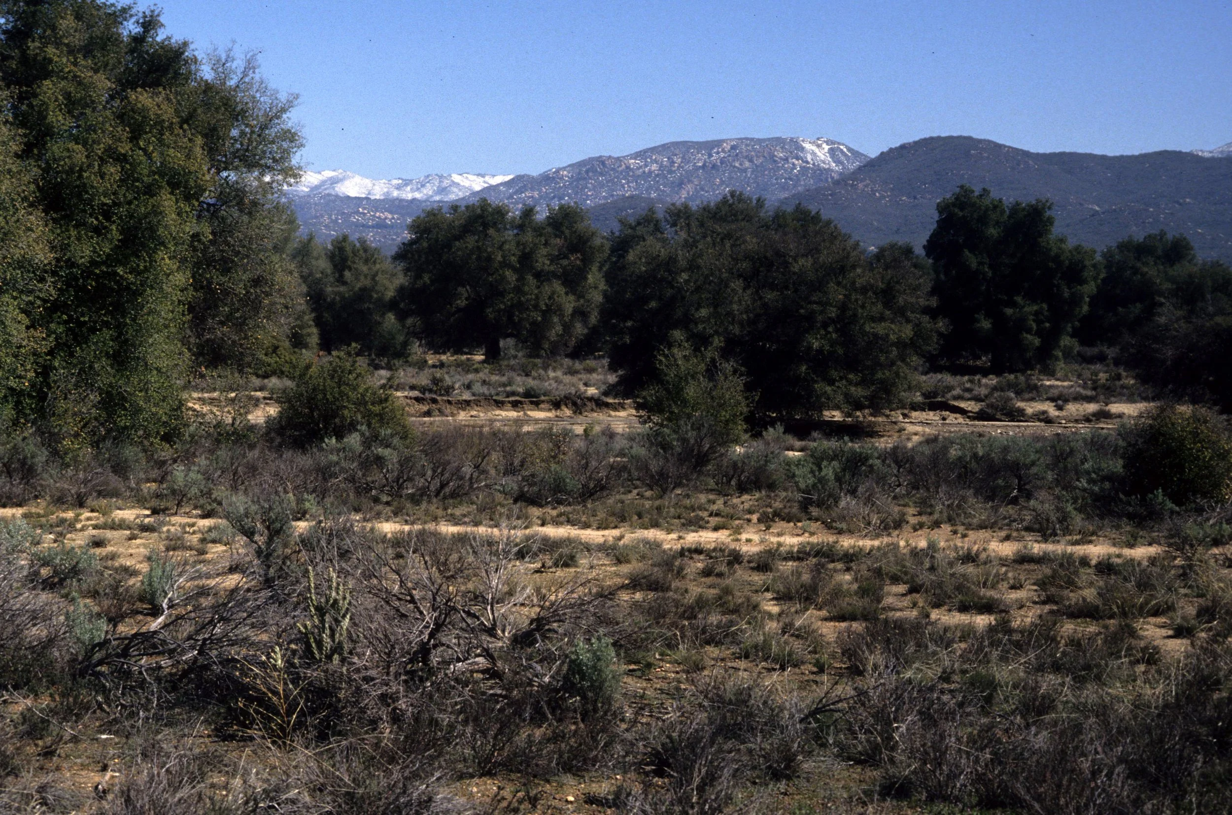 CALIFORNIA - SIERRA - OAK WOODLAND - SOUTHERN SIERRA.jpg