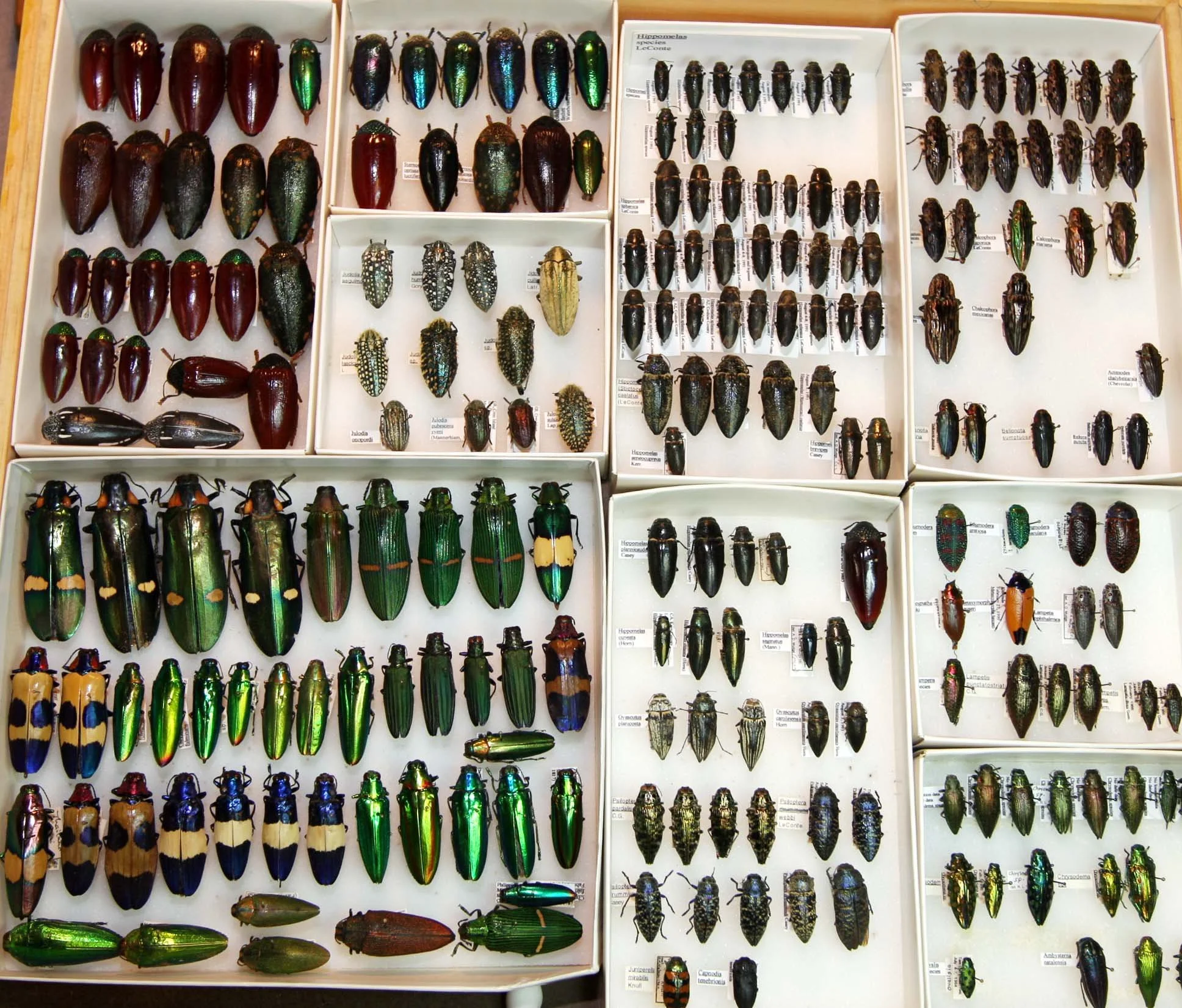 5 Buprestidae.JPG