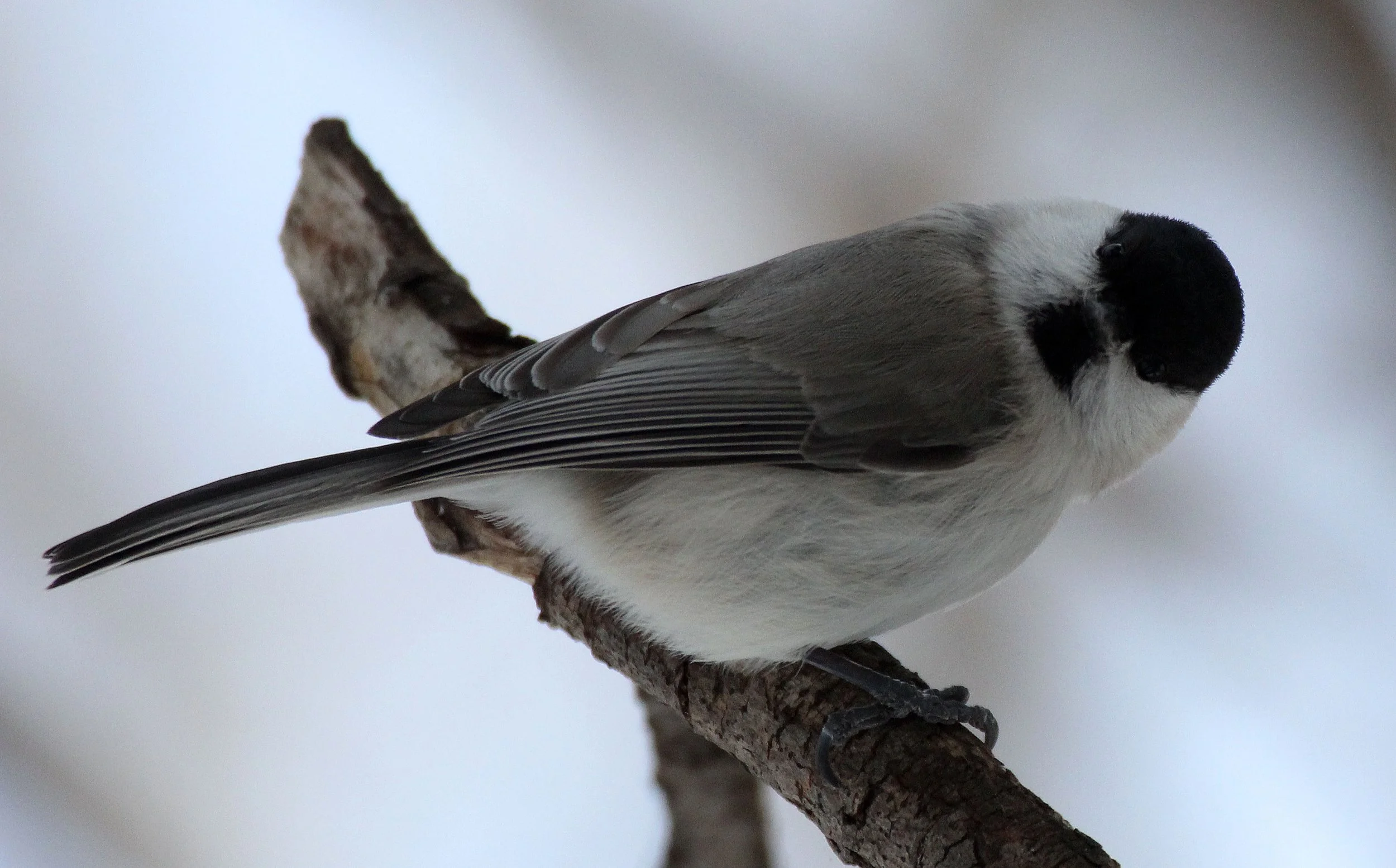 Willow Tit (Poecile montanus) Kinohiroba Park, Abashiri, Hokkaido Japan (2).JPG