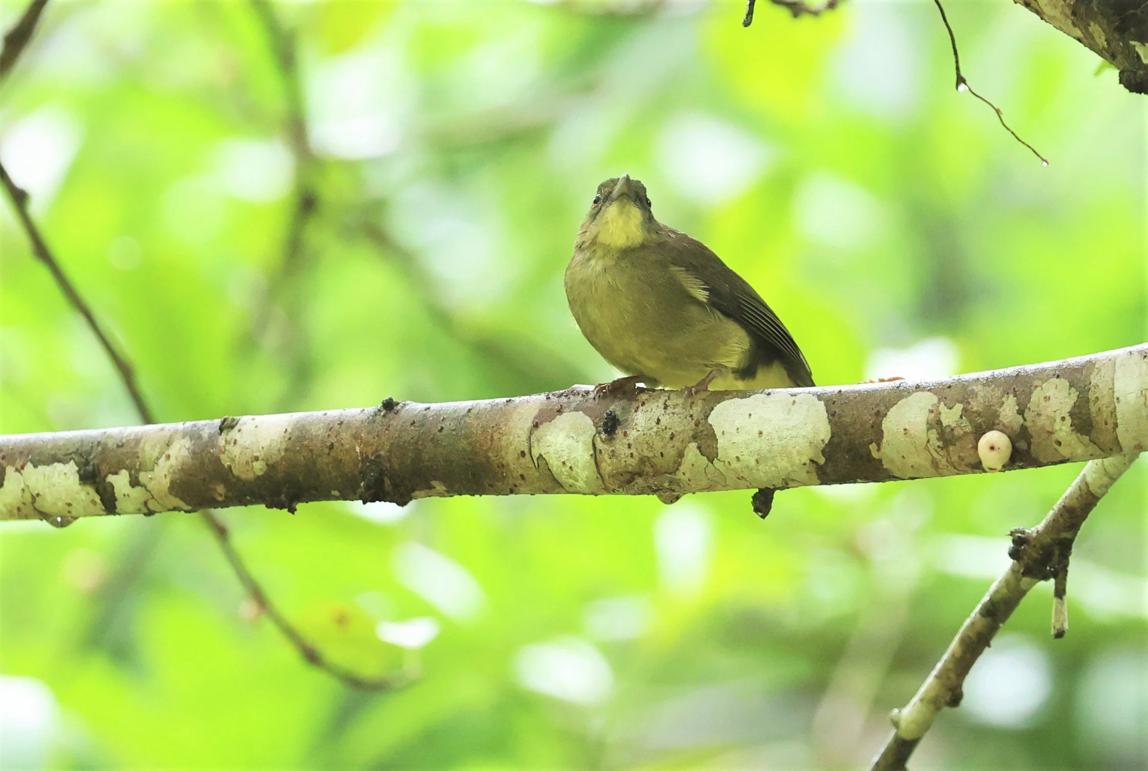 BULBUL - FINSCH'S BULBUL - Iole finschii - HALA BALA WILDLIFE SANCTUARY APRIL 2022 (22).jpg