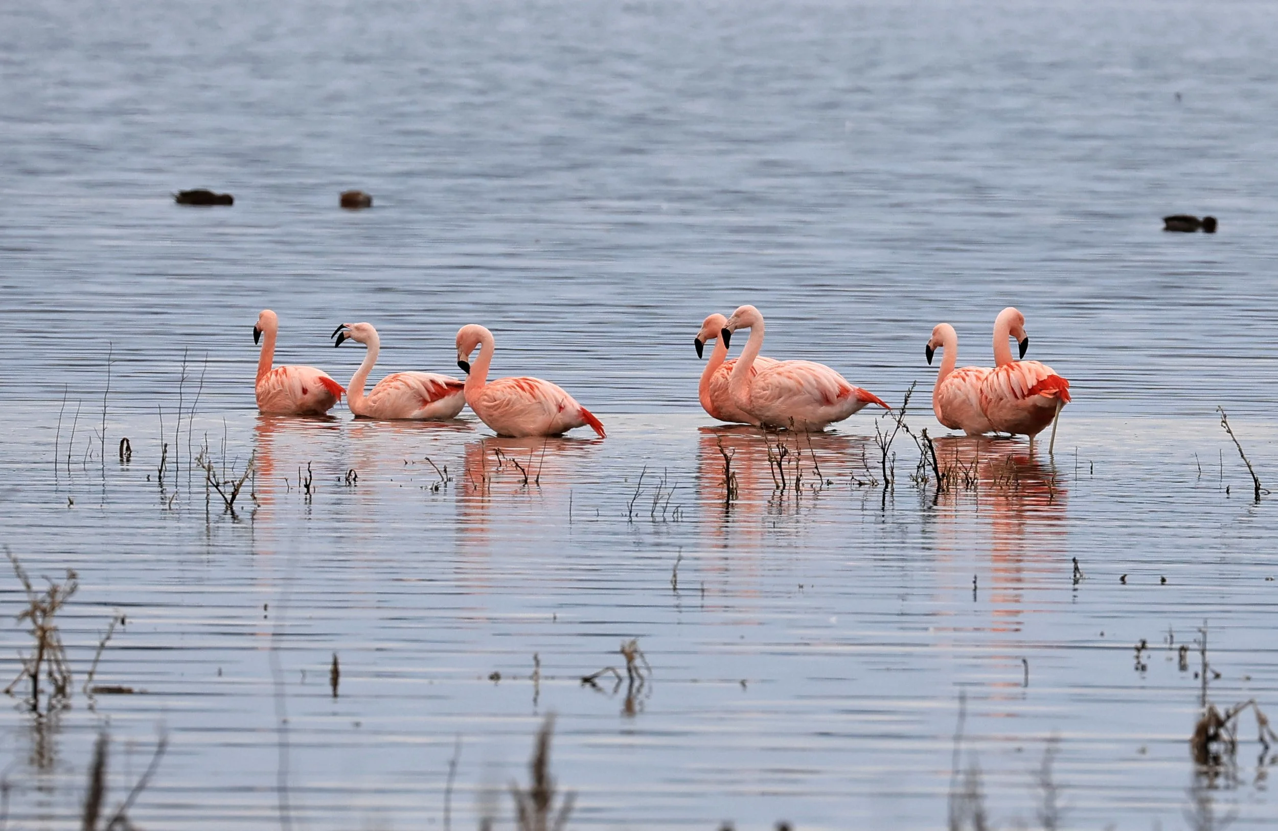 Chilean Flamingo (Phoenicopterus chilensis) Lagunas del Ornitólogo, Trelew Argentina (101).jpg